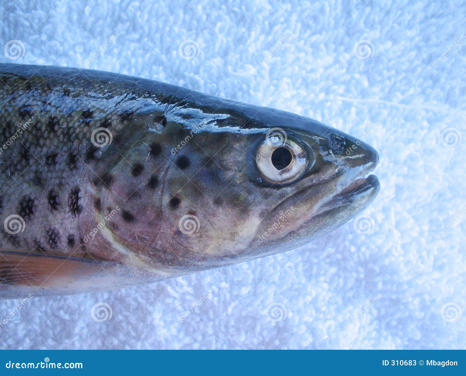 Trout3 stock image. Image of fish, seafood, swim, mouth 310683