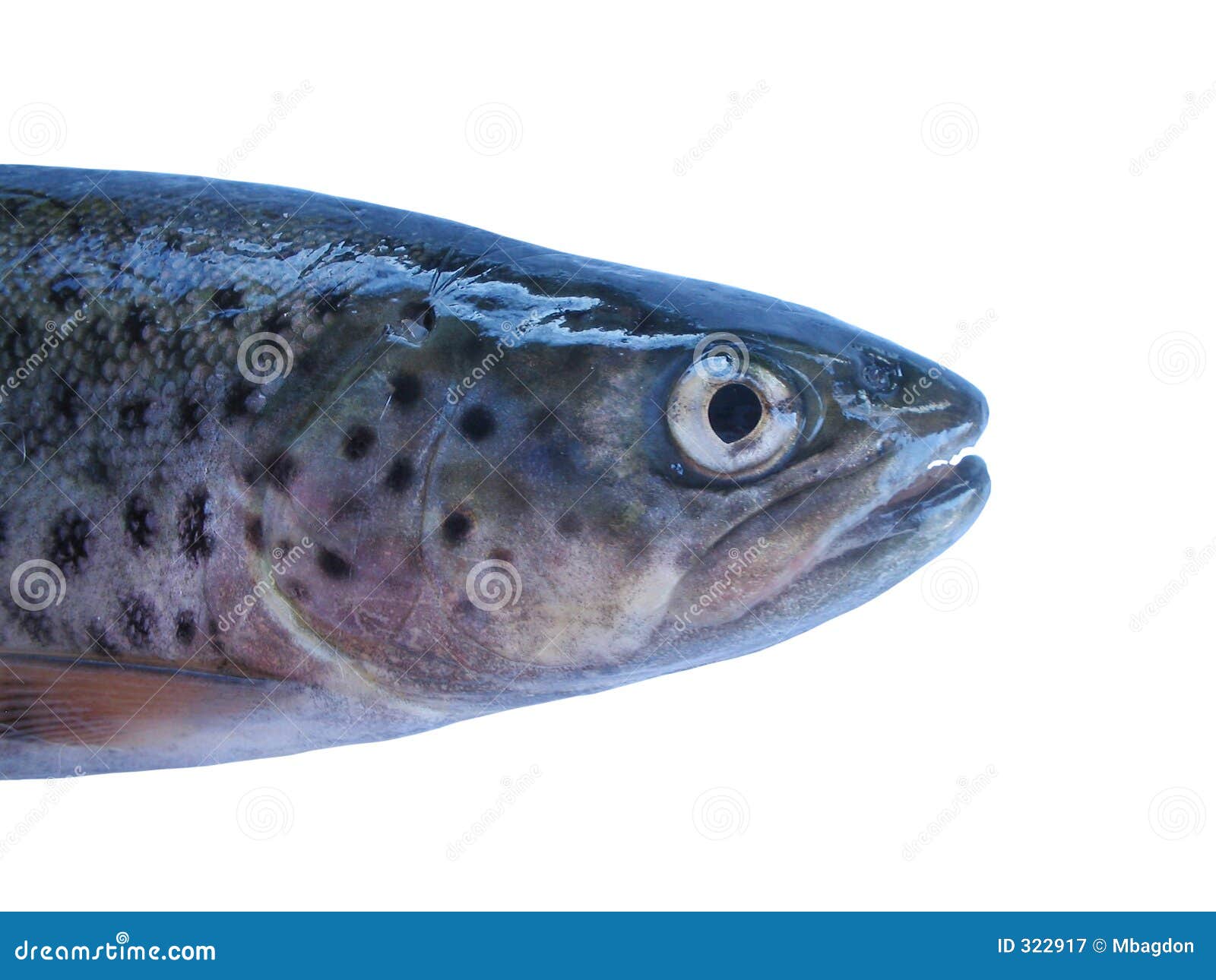 Trout4 stock image. Image of trout, mouth, fish, isolated 322917