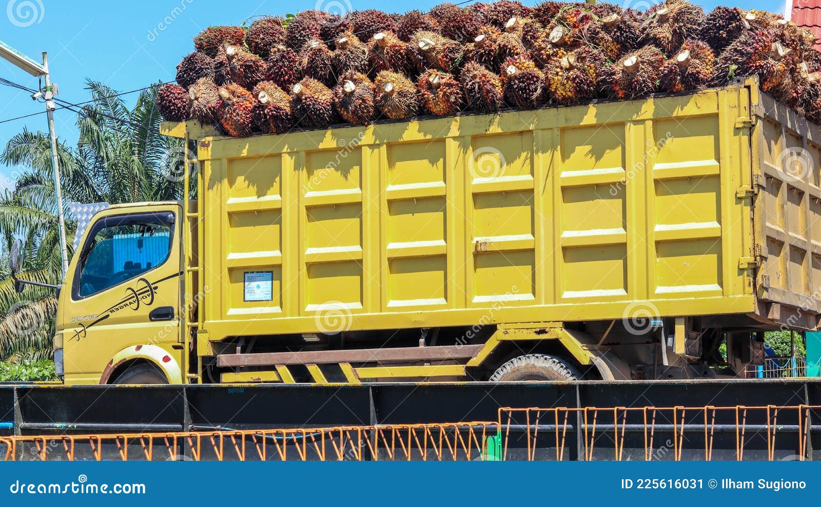 Trucks Full of Fresh Palm Fruit Bunches, Ready for Processing Editorial