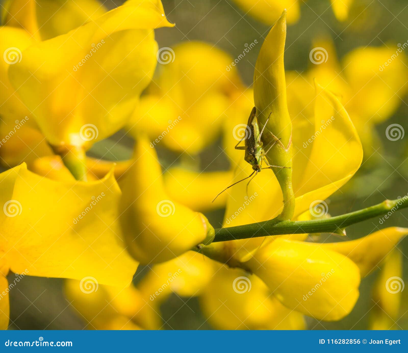 insect eggs on spanish broom insect eggs on spanish broom