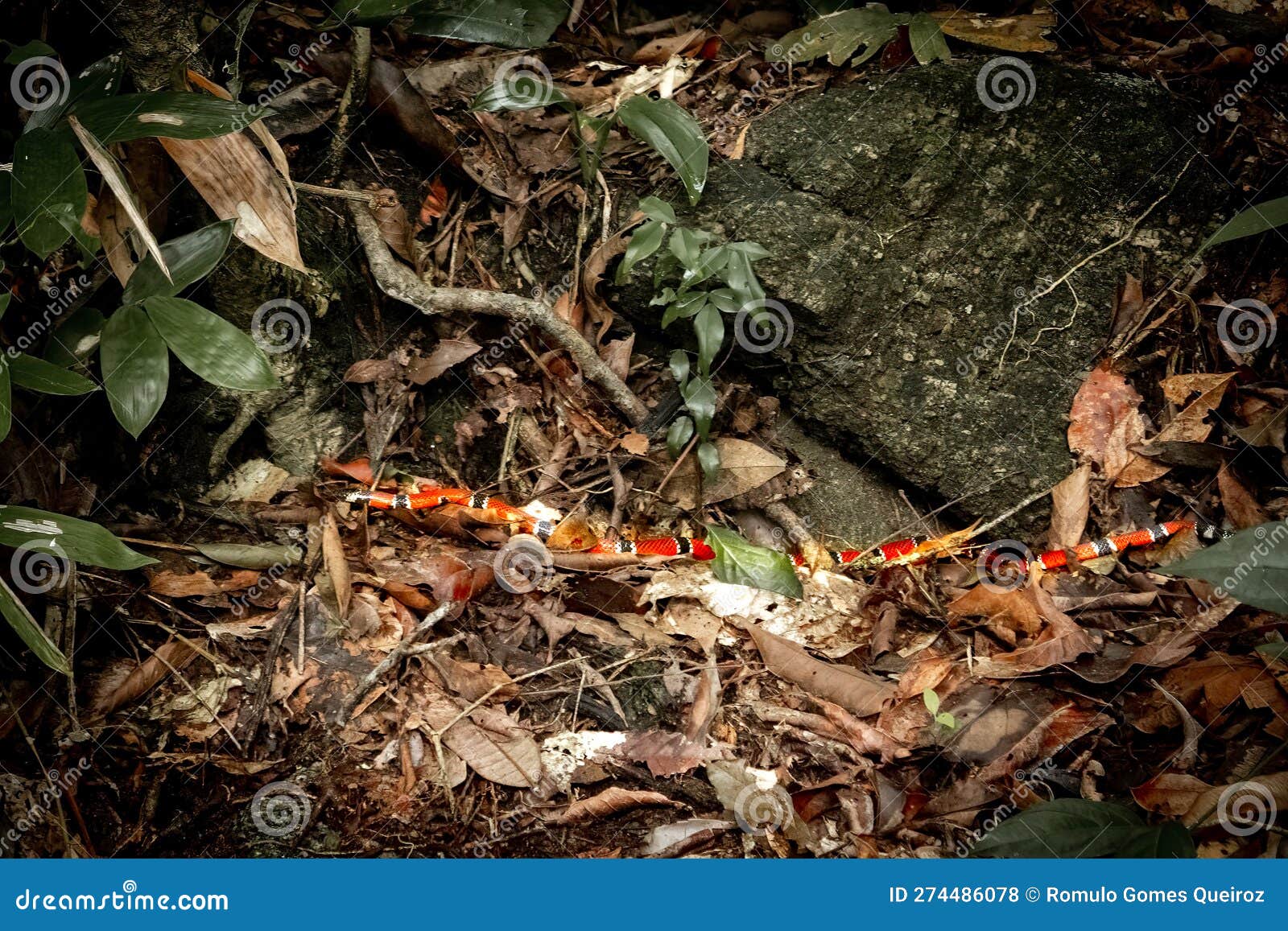 true coral snake on the mountain trail of 