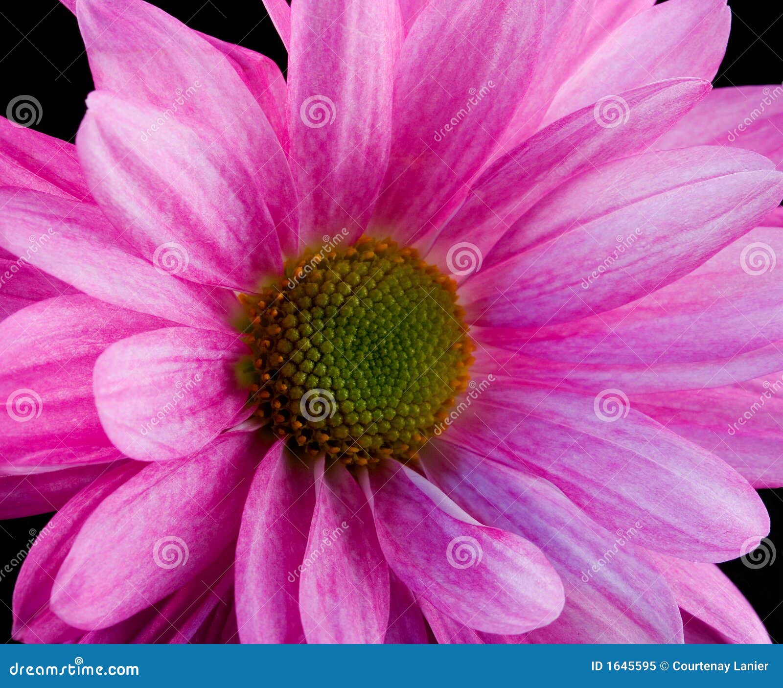 True Daisy stock image. Image of spring, black, vibrant - 1645595