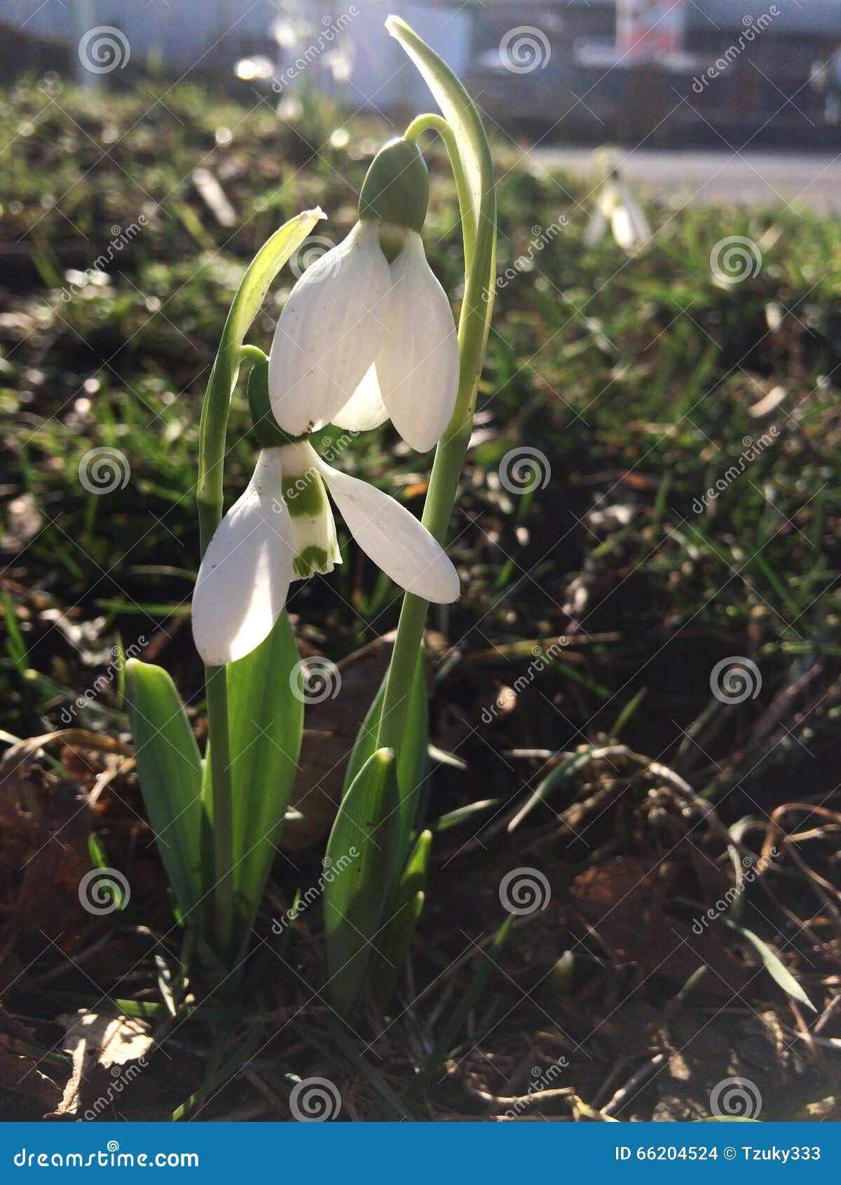 True love. Snow drops in the sunlight