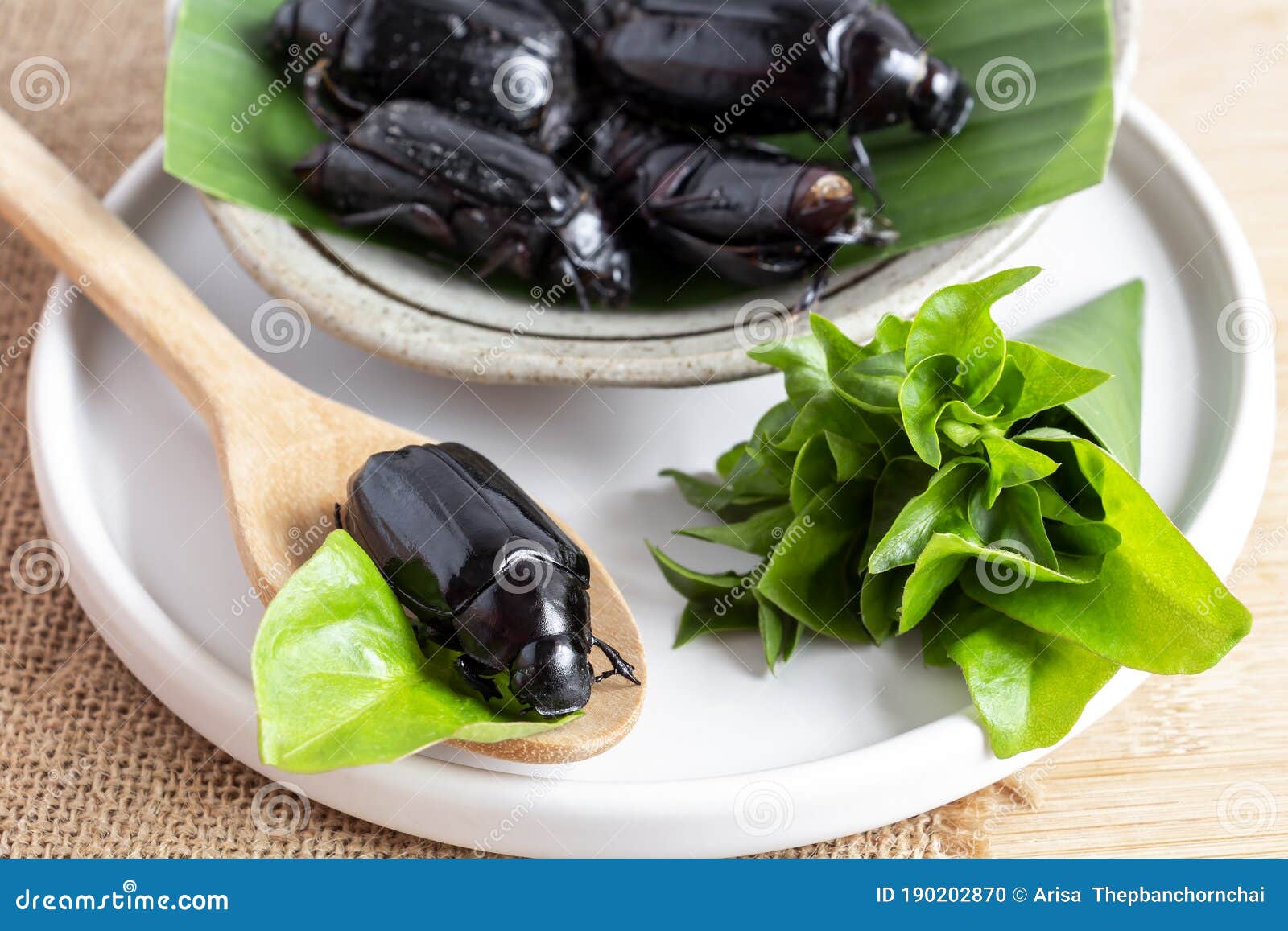 True Water Beetle or Predaceous Diving Beetle. Insects Food for Eating