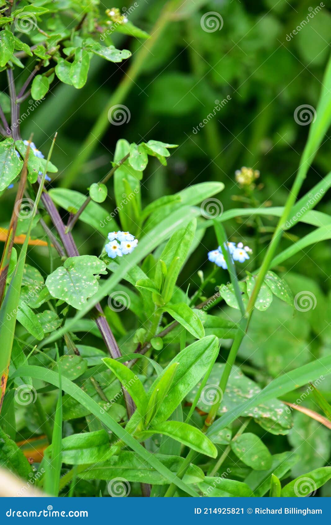 True forget-me-not : Myosotis scorpioides - Boraginaceae (Borage)