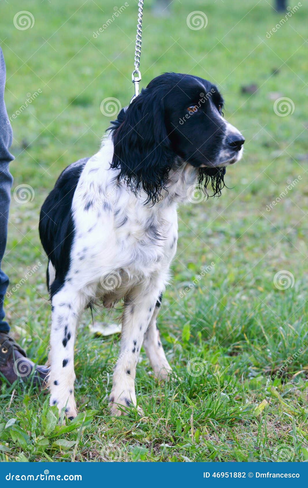 Truffle dog stock photo. Image of hear, dear, blood, feel 46951882