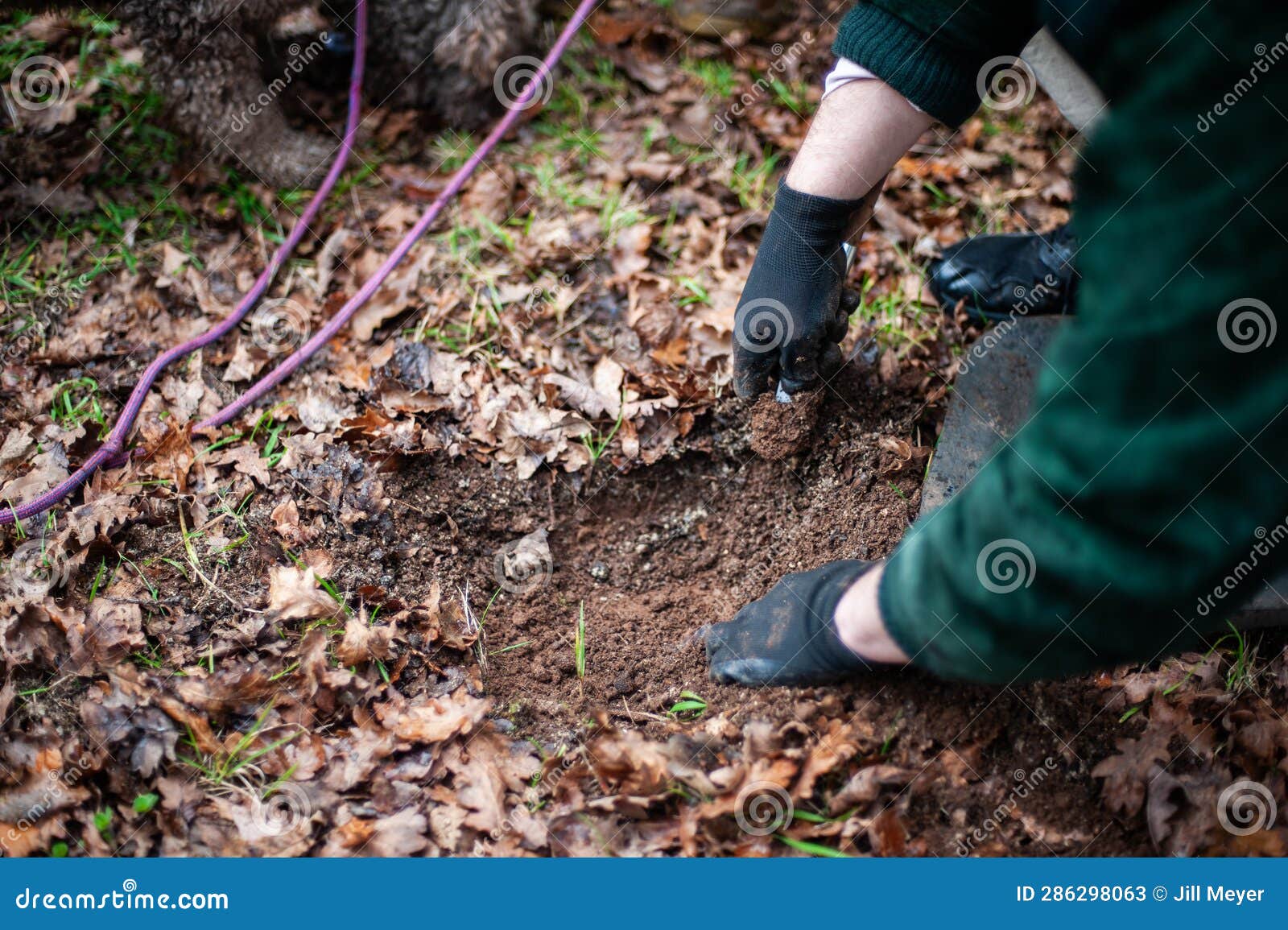 Truffle Hunting Digging Up the Truffles Stock Image Image of meal