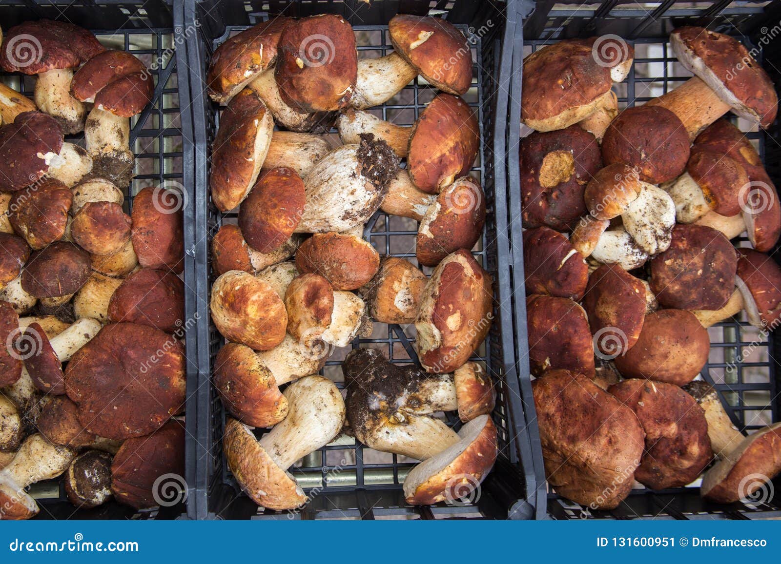 Truffles and Mushrooms Italian Delicacies Italy Europe Stock Image ...