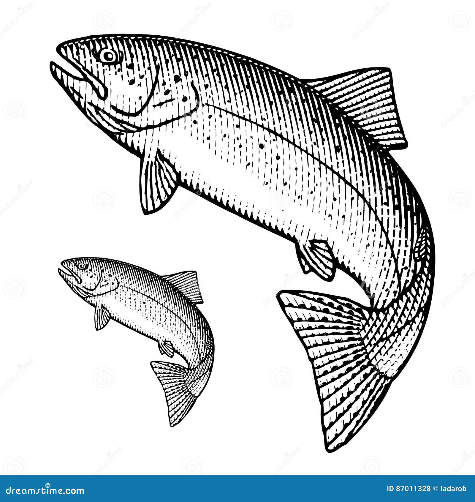 Truite Stock Illustrations Vecteurs Clipart 13 438 Stock Illustrations