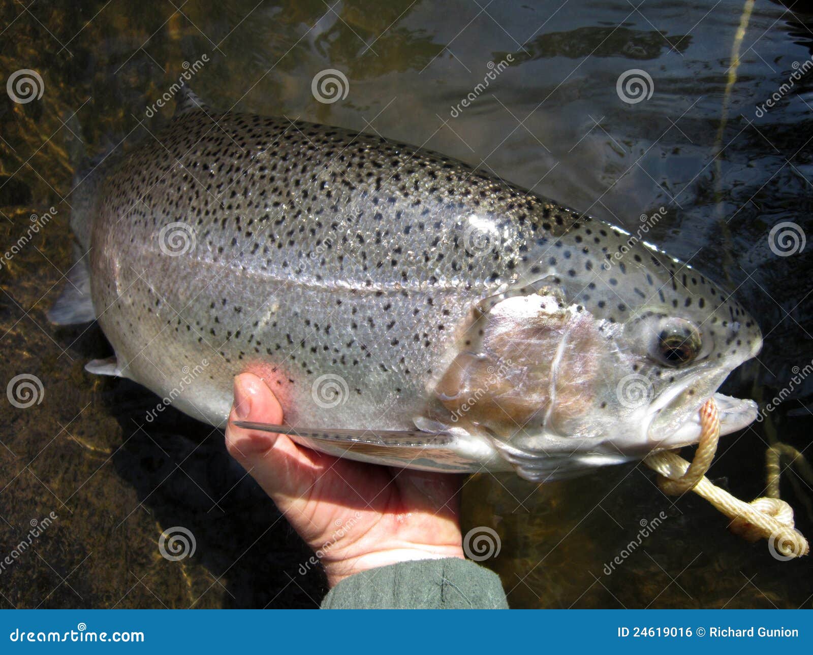 Patch Broderie Truite Arc-en-ciel Réaliste - Applique à Repasser A-13140A