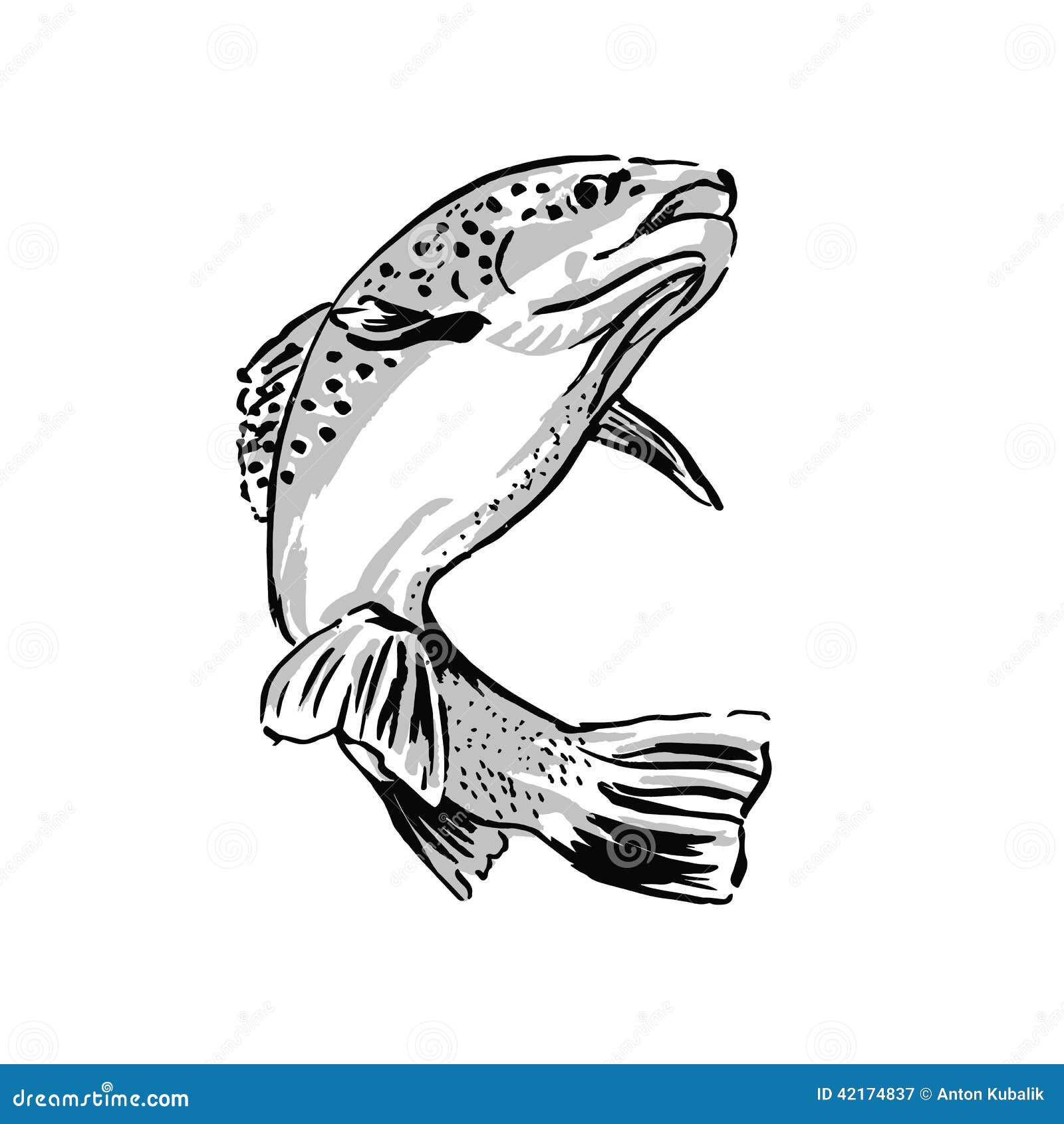 Truite De Dessin Illustration De Vecteur Illustration Du Frais