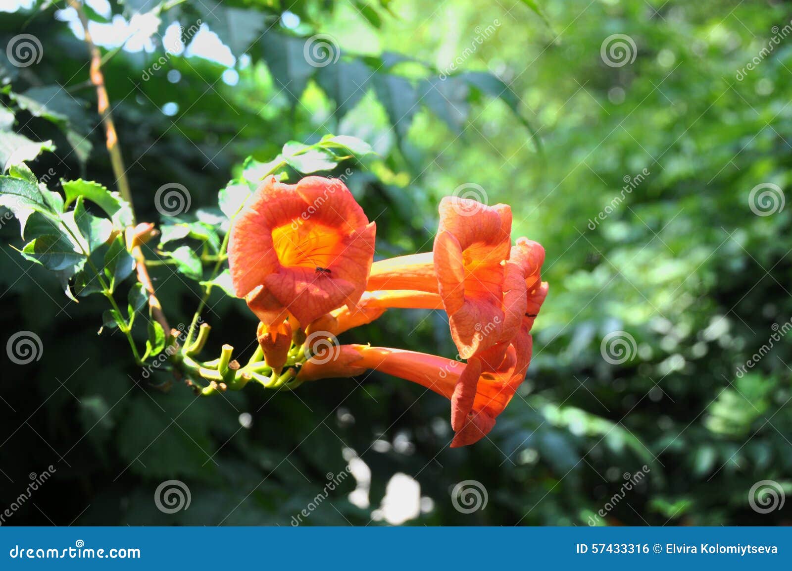 trumpet creeper