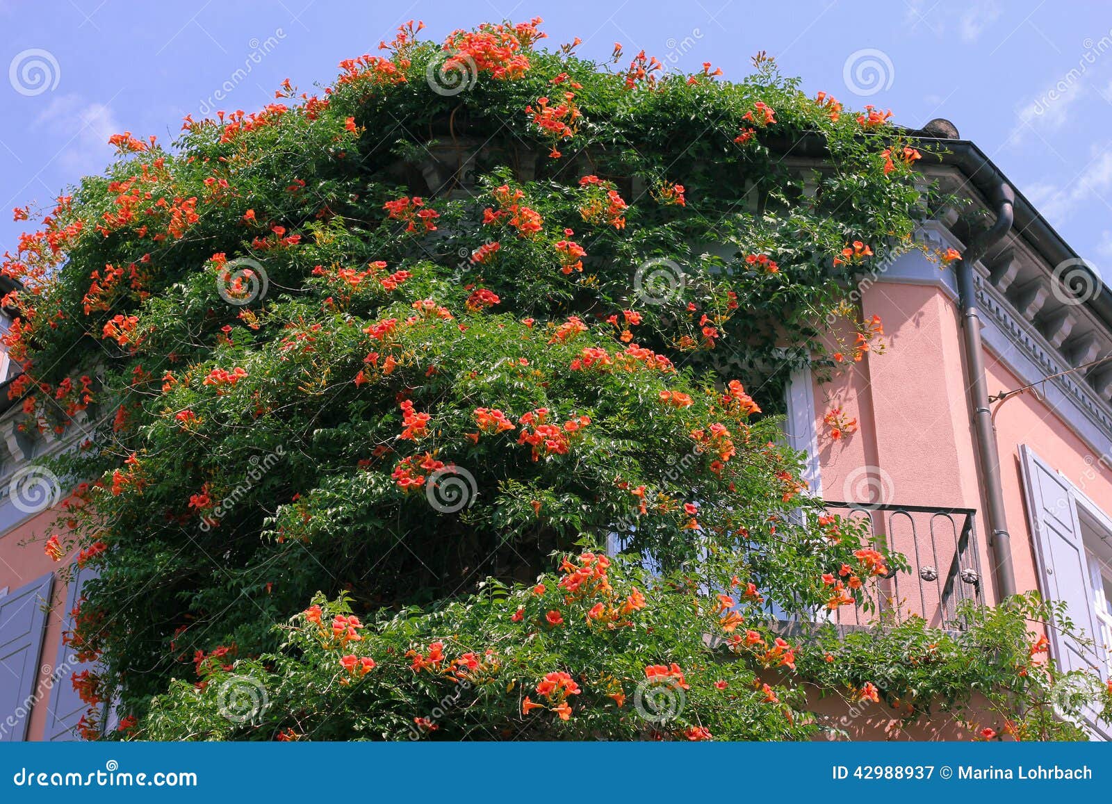 Trumpet creeper stock image. Image of close, blossoms 42988937