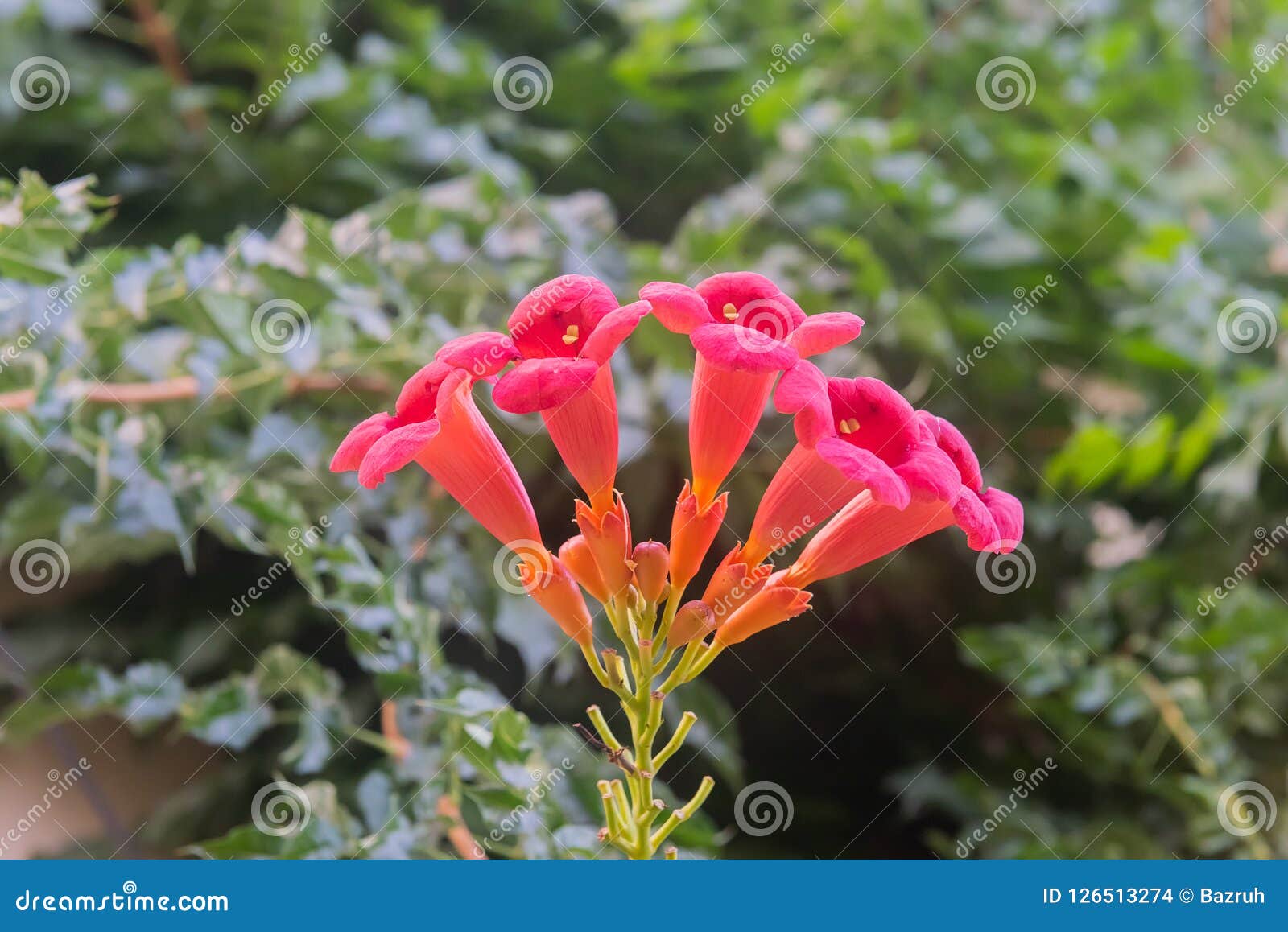 trumpet creeper flamenco flowers in garden