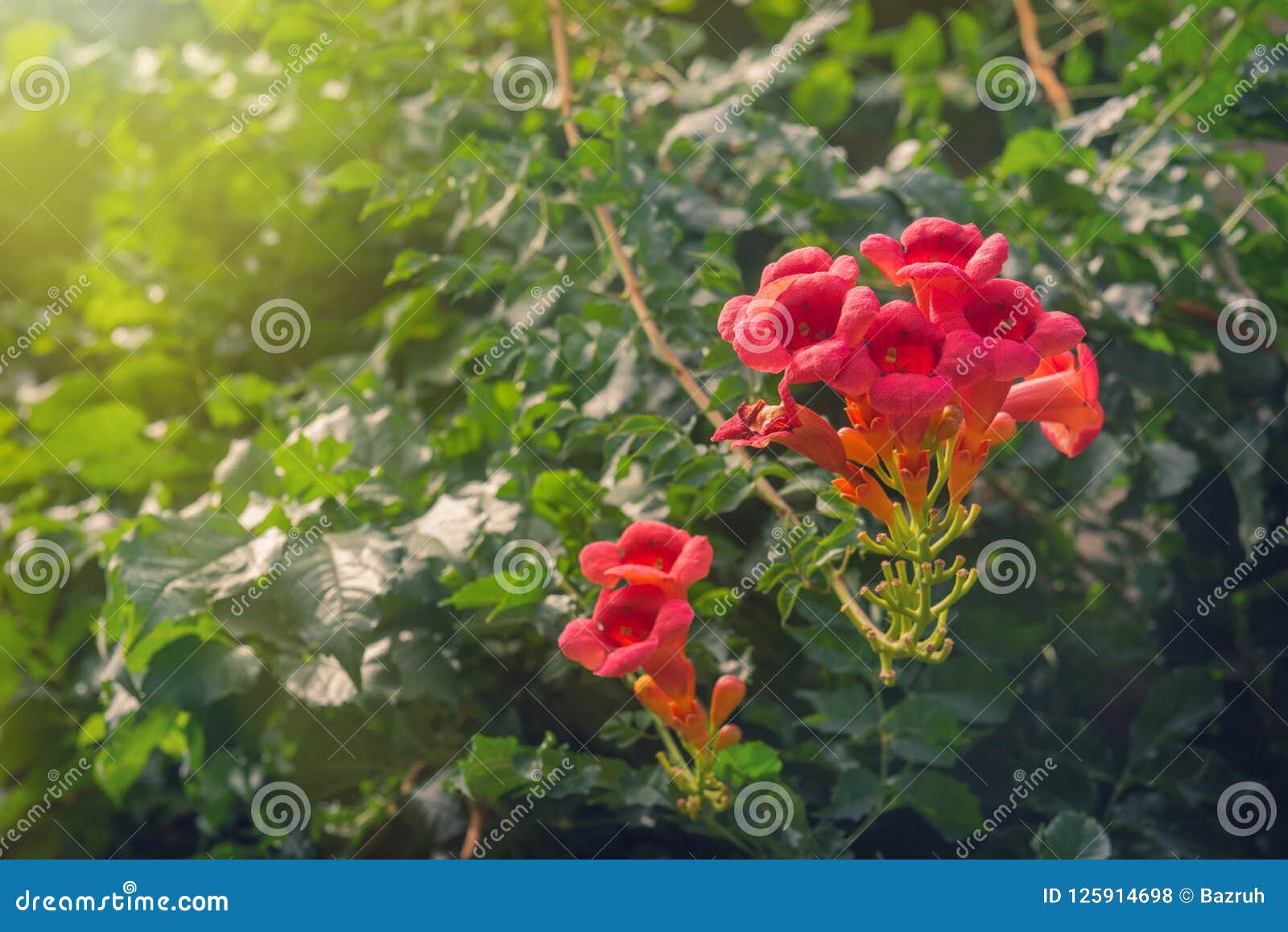 trumpet creeper flamenco flowers in garden