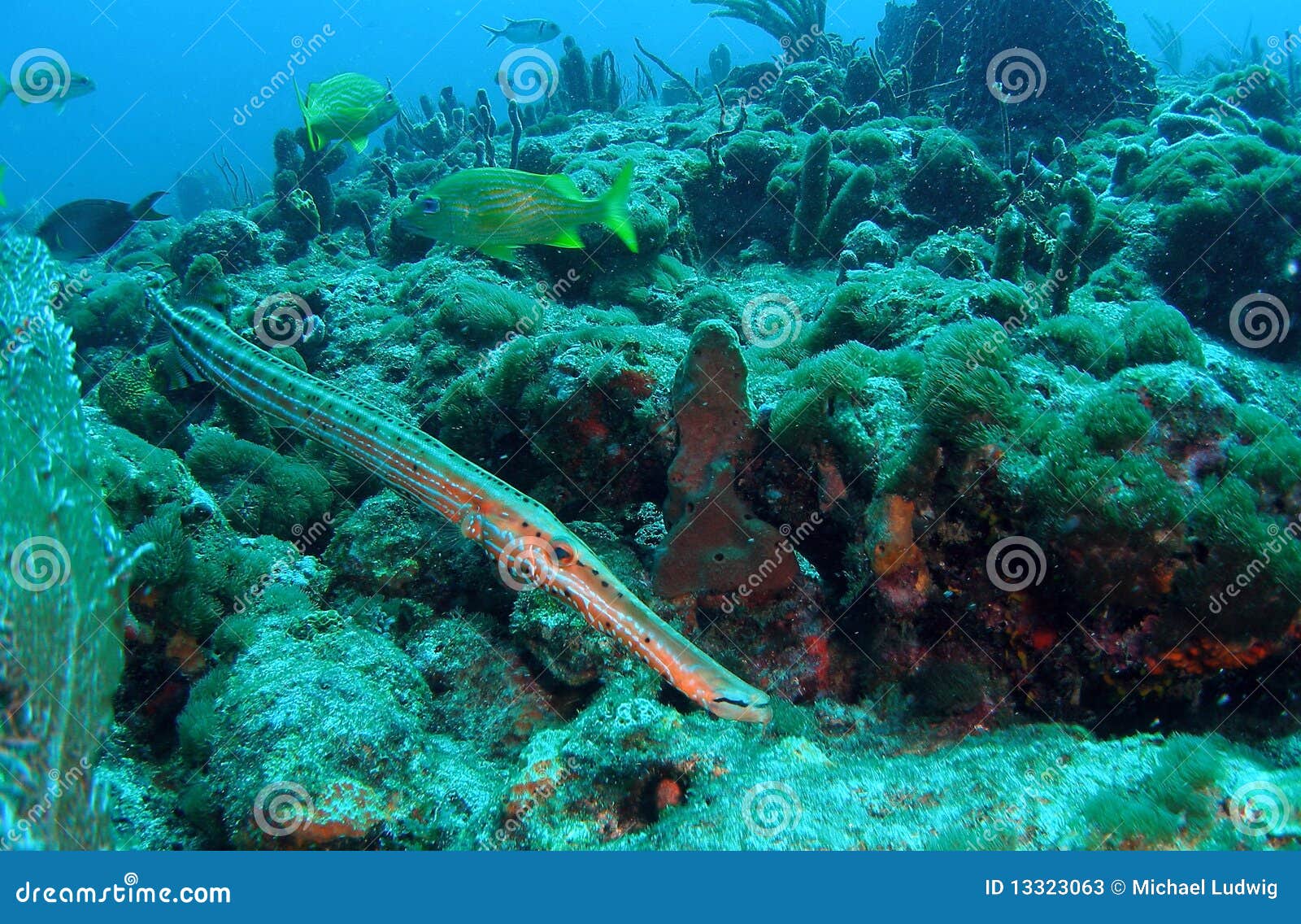 Trumpet Fish stock image. Image of floor, barrel, ocean 13323063
