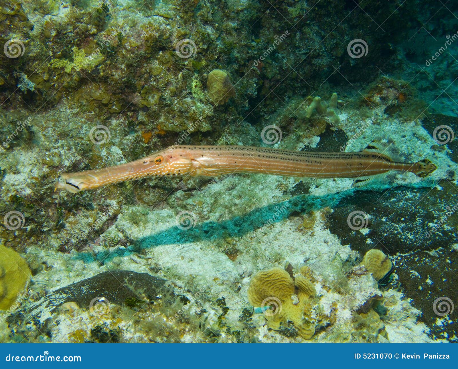 Trumpet Fish stock photo. Image of diving, islands, life 5231070