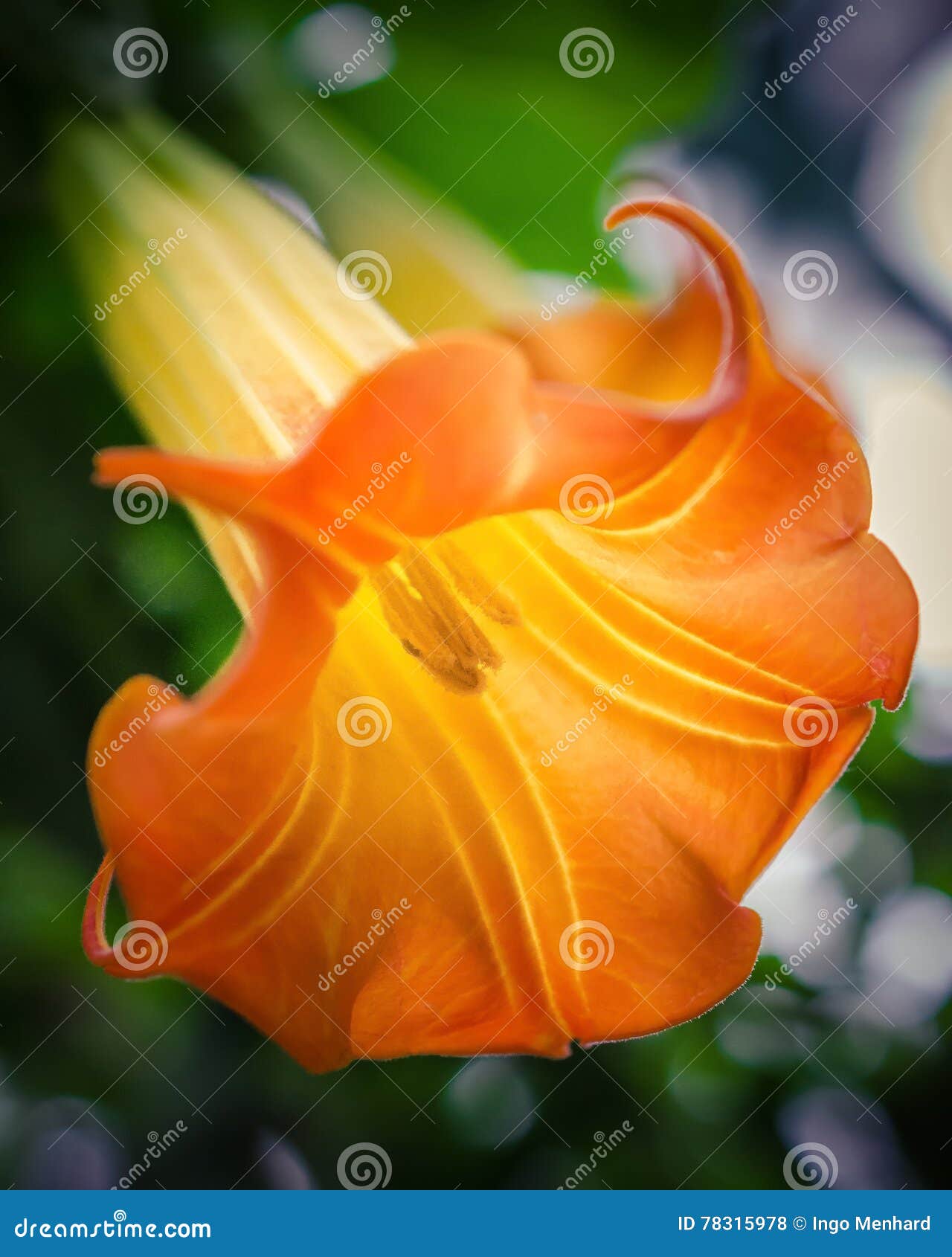 Trumpet flower stock photo. Image of garden, botany, 78315978