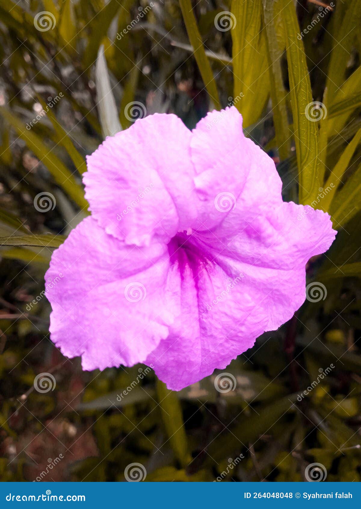 Trumpet Flowers on the Side of the Road are Purple Stock Photo Image of side, nature 264048048