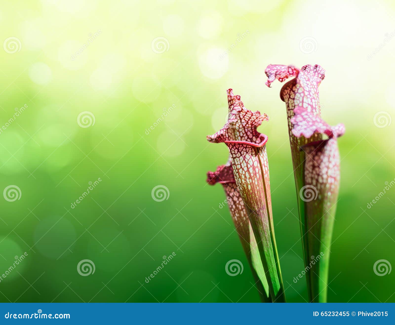 Trumpet pitchers stock image. Image of pitchers, macro 65232455