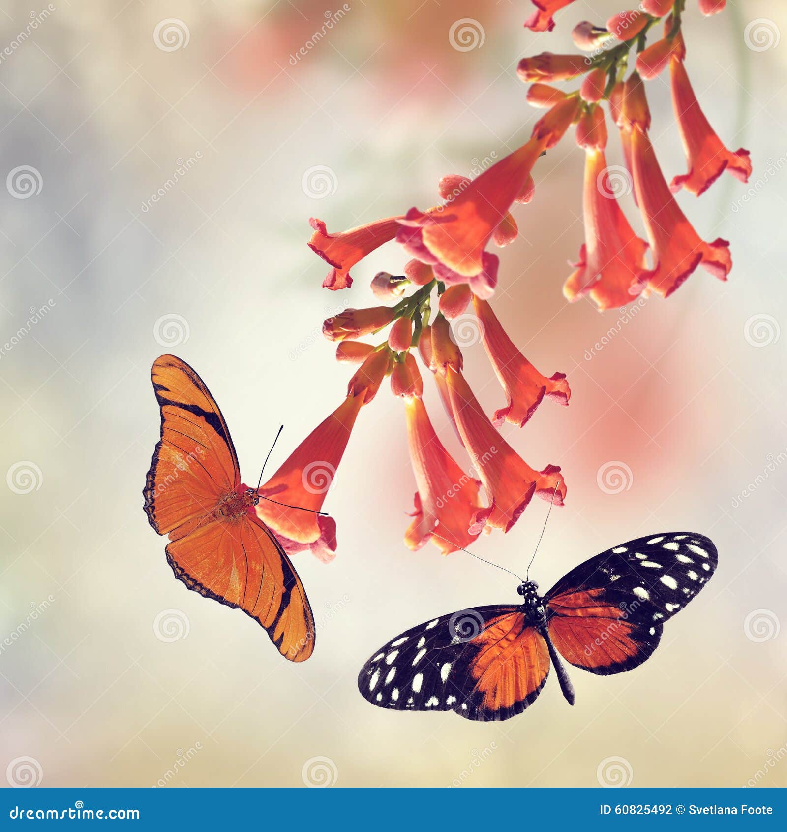 Trumpet Vine and Butterflies Stock Photo Image of vine, trumpet 60825492