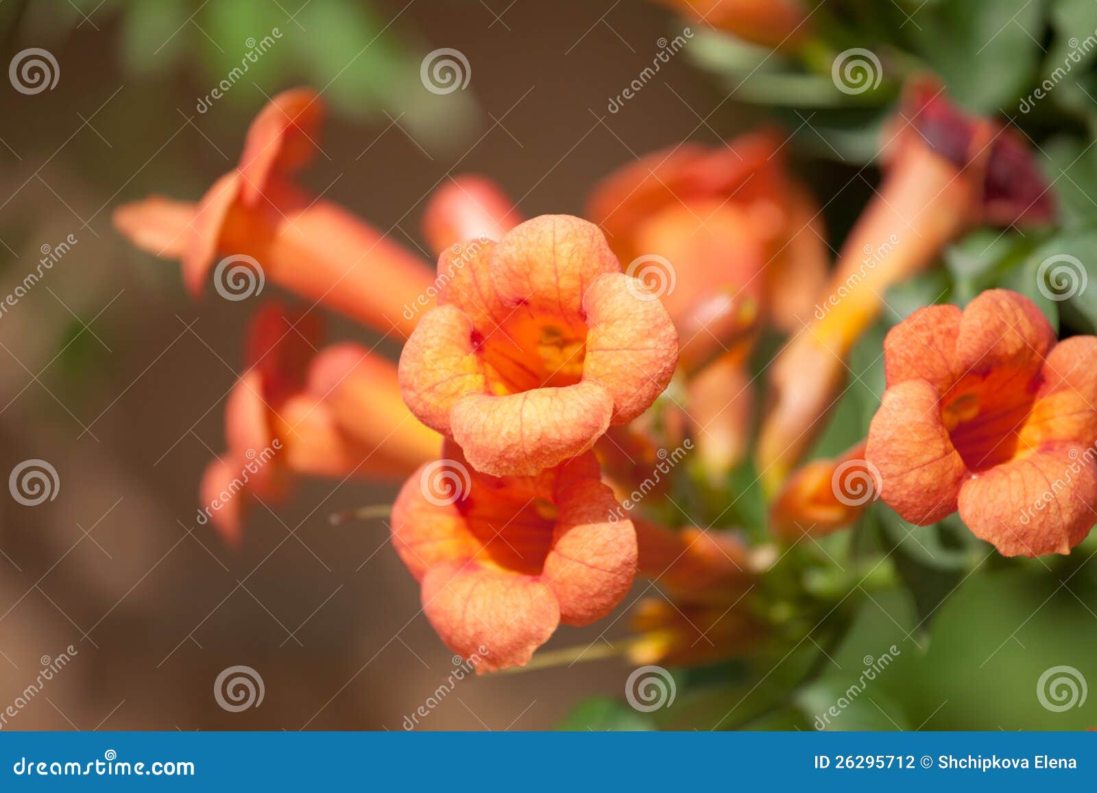 trumpet vine flowers