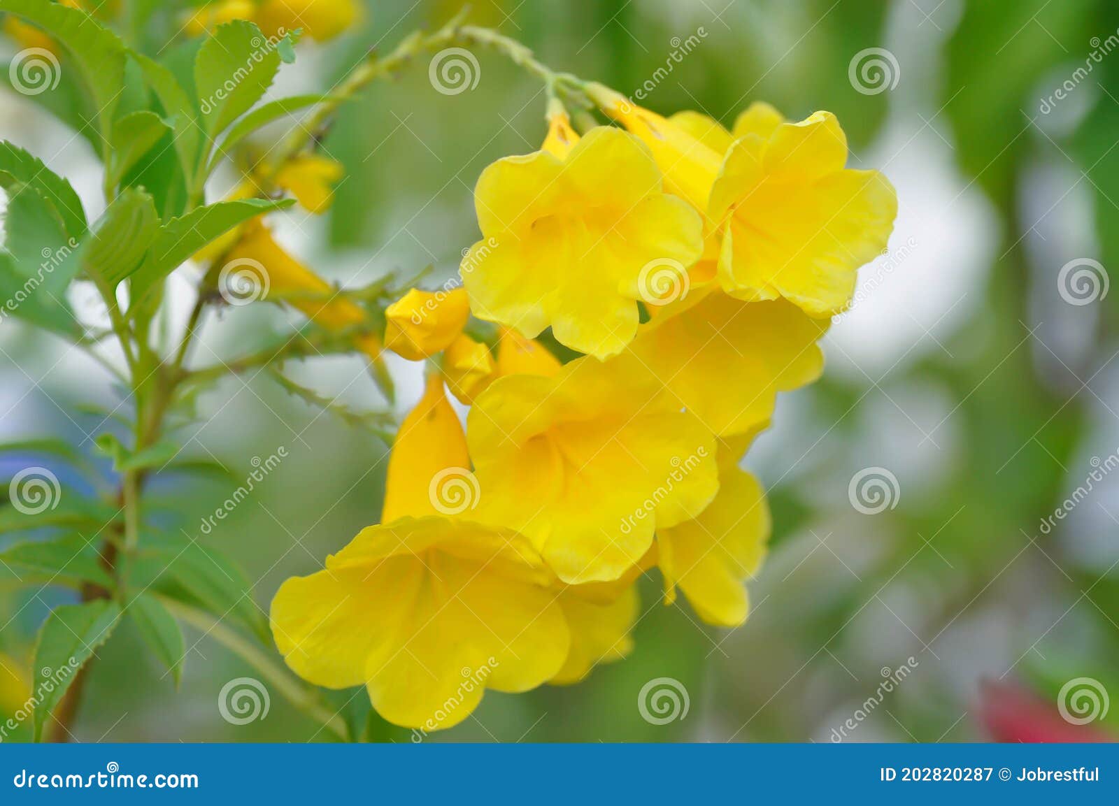 Trumpet Vine, Yellow, Yellow Bell or Yellow Elder Stock Image Image