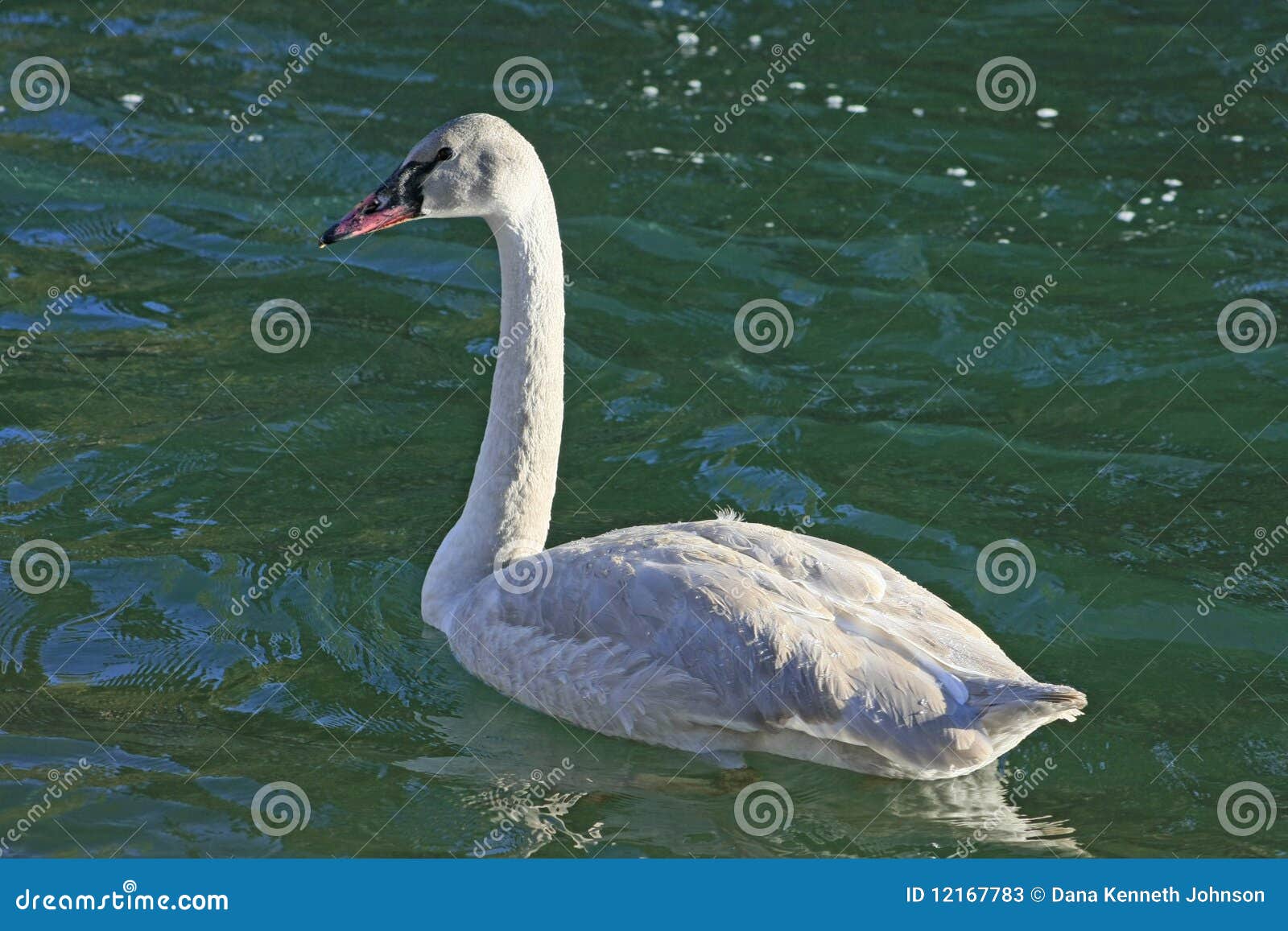 Trumpeter Swan stock image. Image of bend, preening 12167783