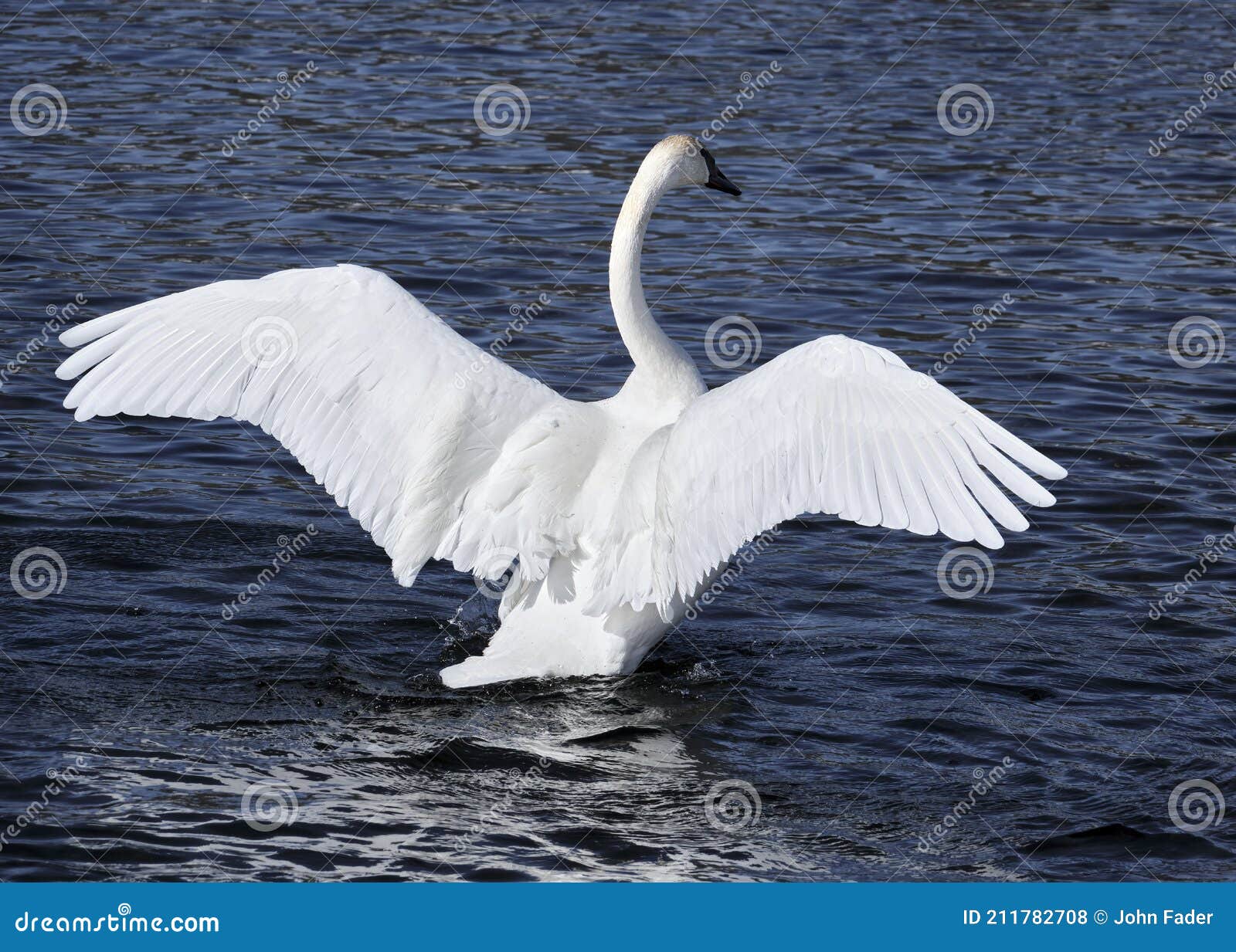 trumpeter swan with full wing span