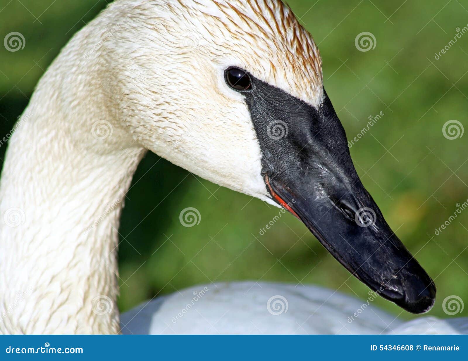 The Trumpeter Swan with Its Distinctive Black Beak Stock Photo Image