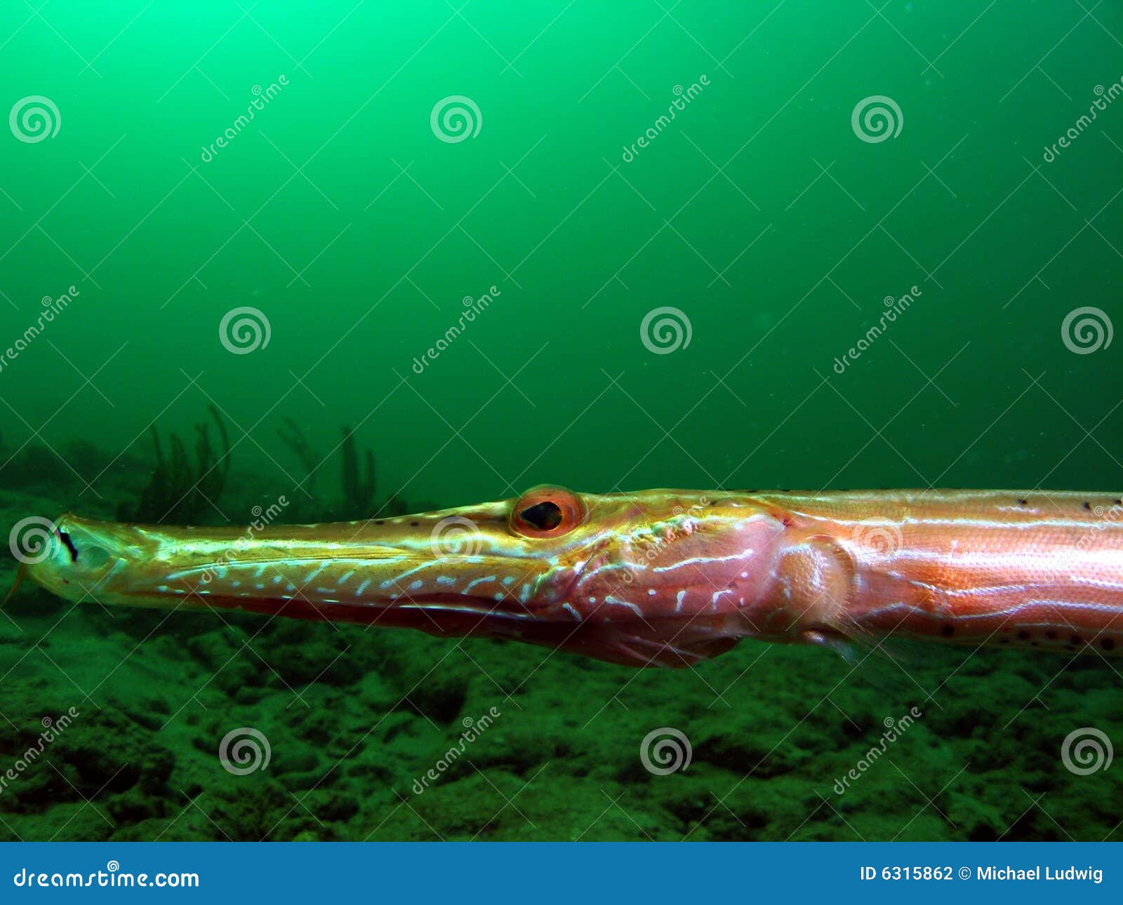 295 Trumpetfish Stock Photos Free & RoyaltyFree Stock Photos from