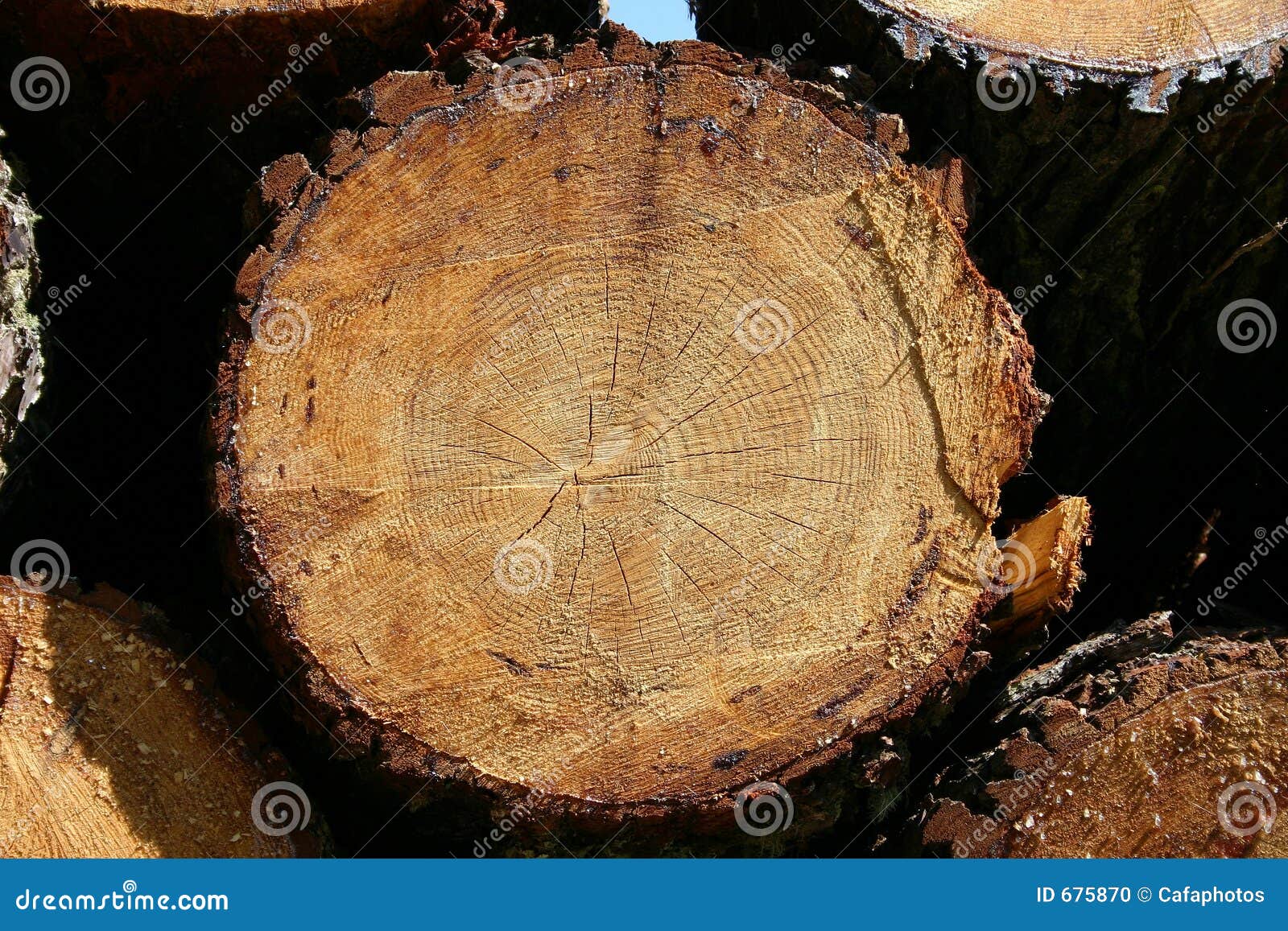 Trunk stock photo. Image of natural, constructed, closeup 675870