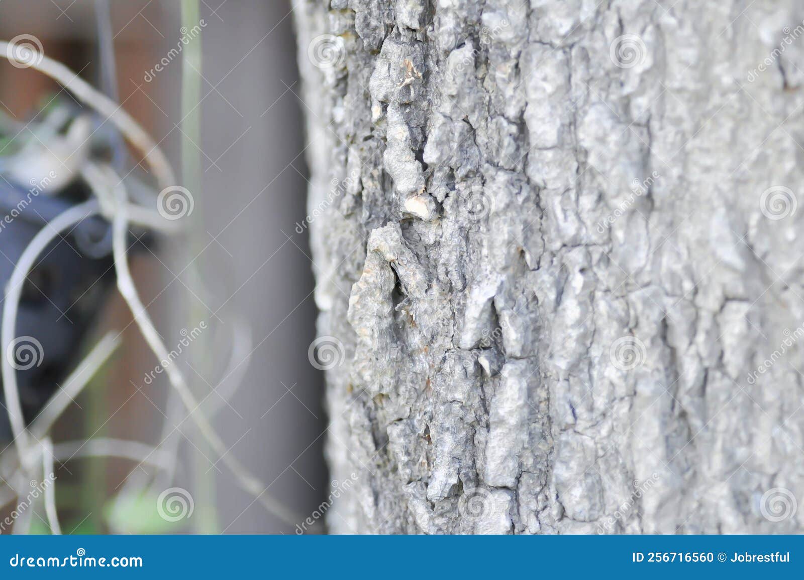 Devil Tree Alstonia Scholaris With Flowers Have A Pungent Smell Stock