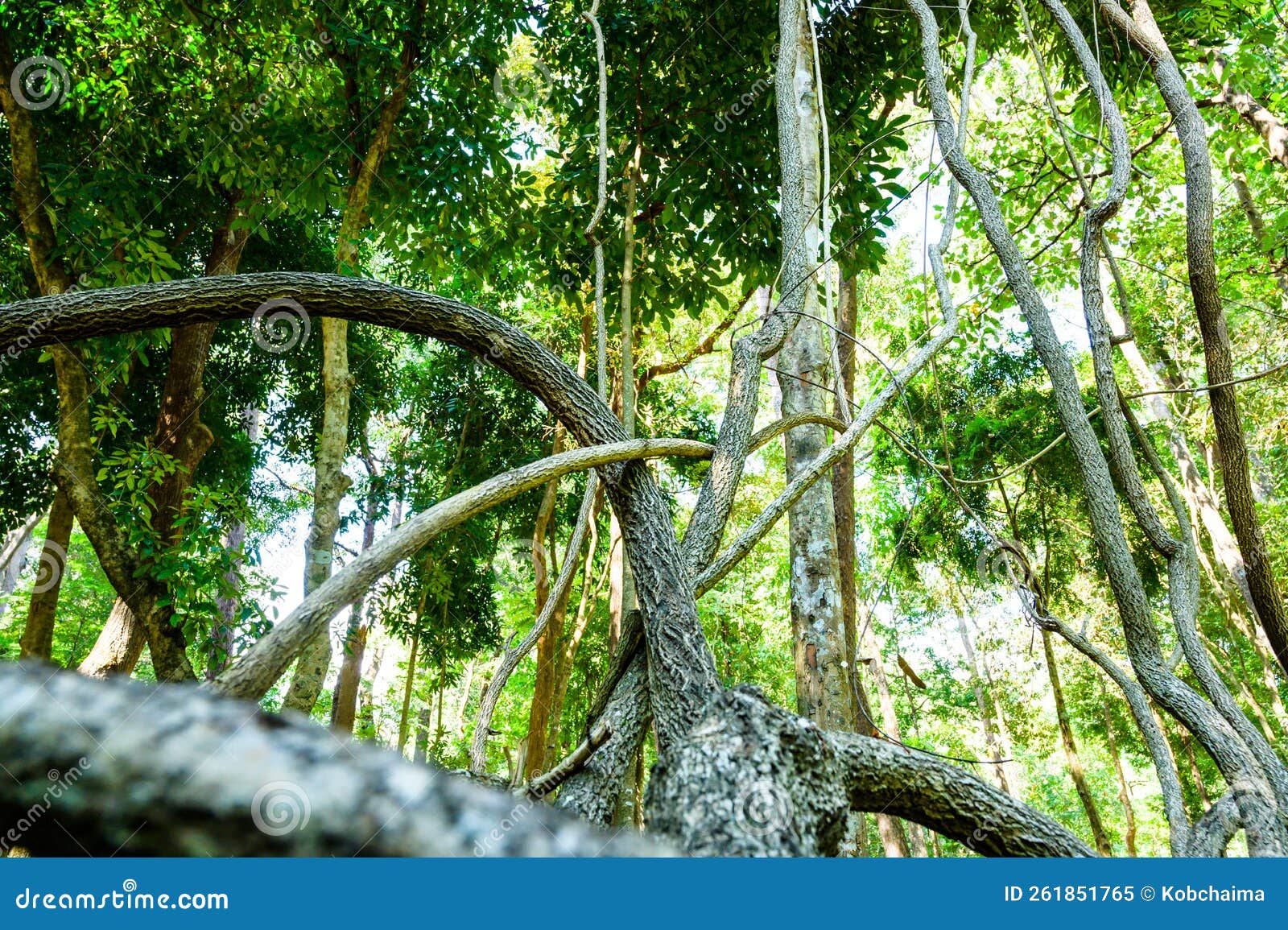 the trunk of bauhinia winitii craib tree