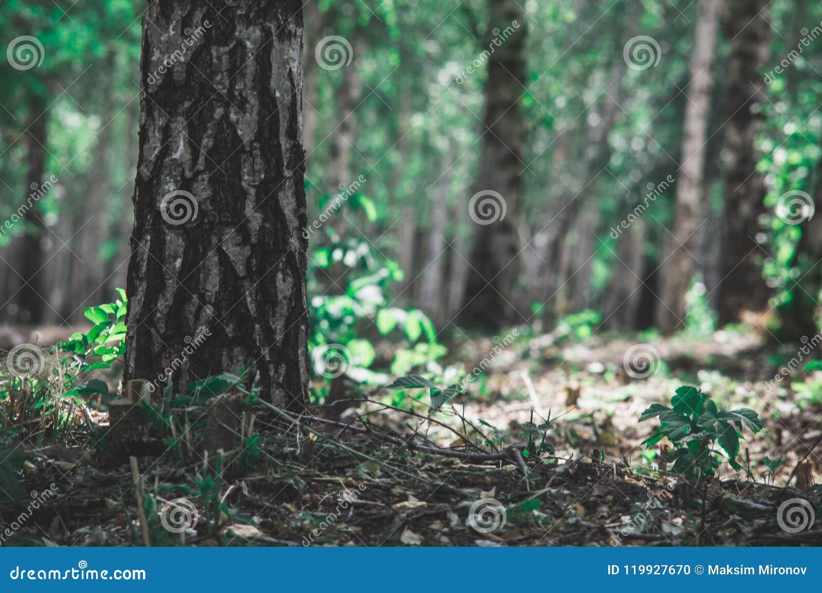 close up view of birch bark for background texture