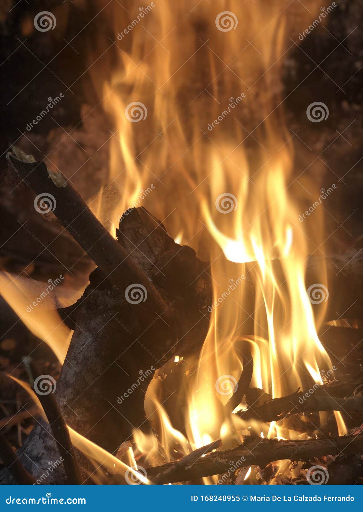 trunk burning in the fire