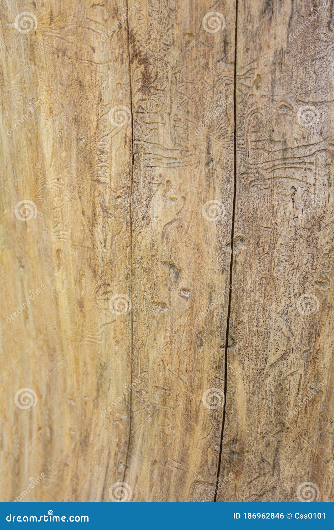 Trunk of Dead Tree without Bark with Traces of Beetles. Natural Wooden ...
