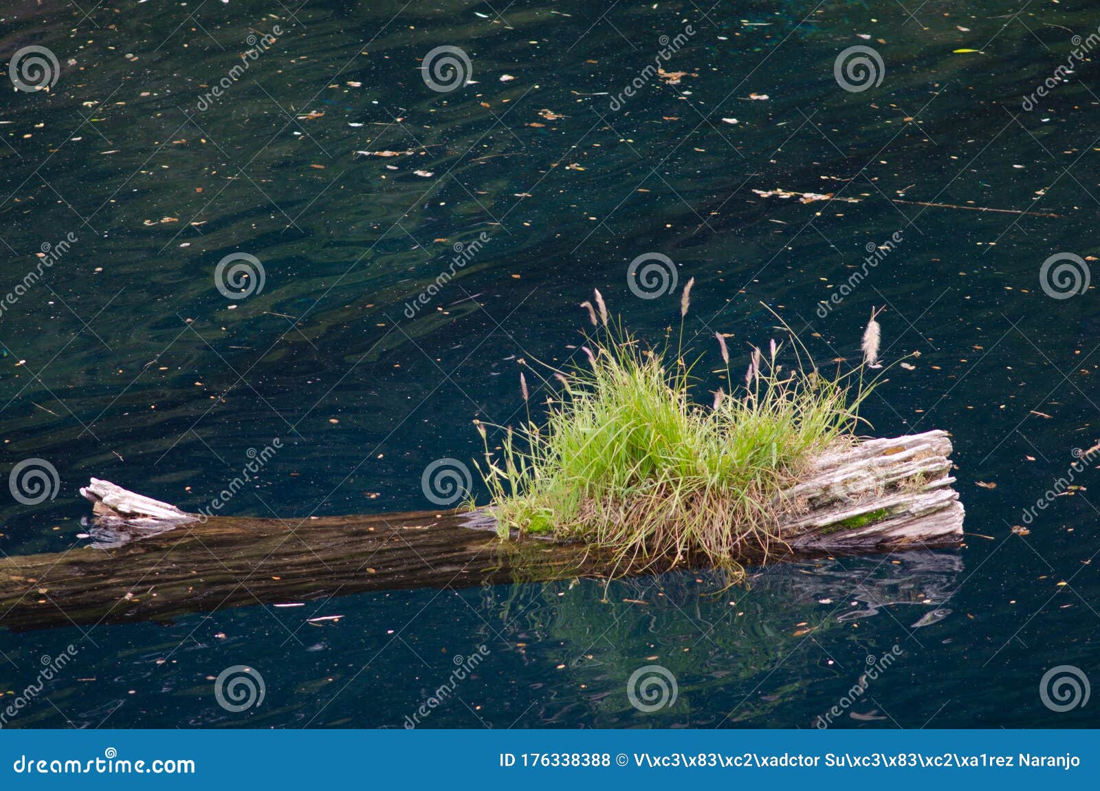 trunk of dead tree floating in the arco iris lagoon.