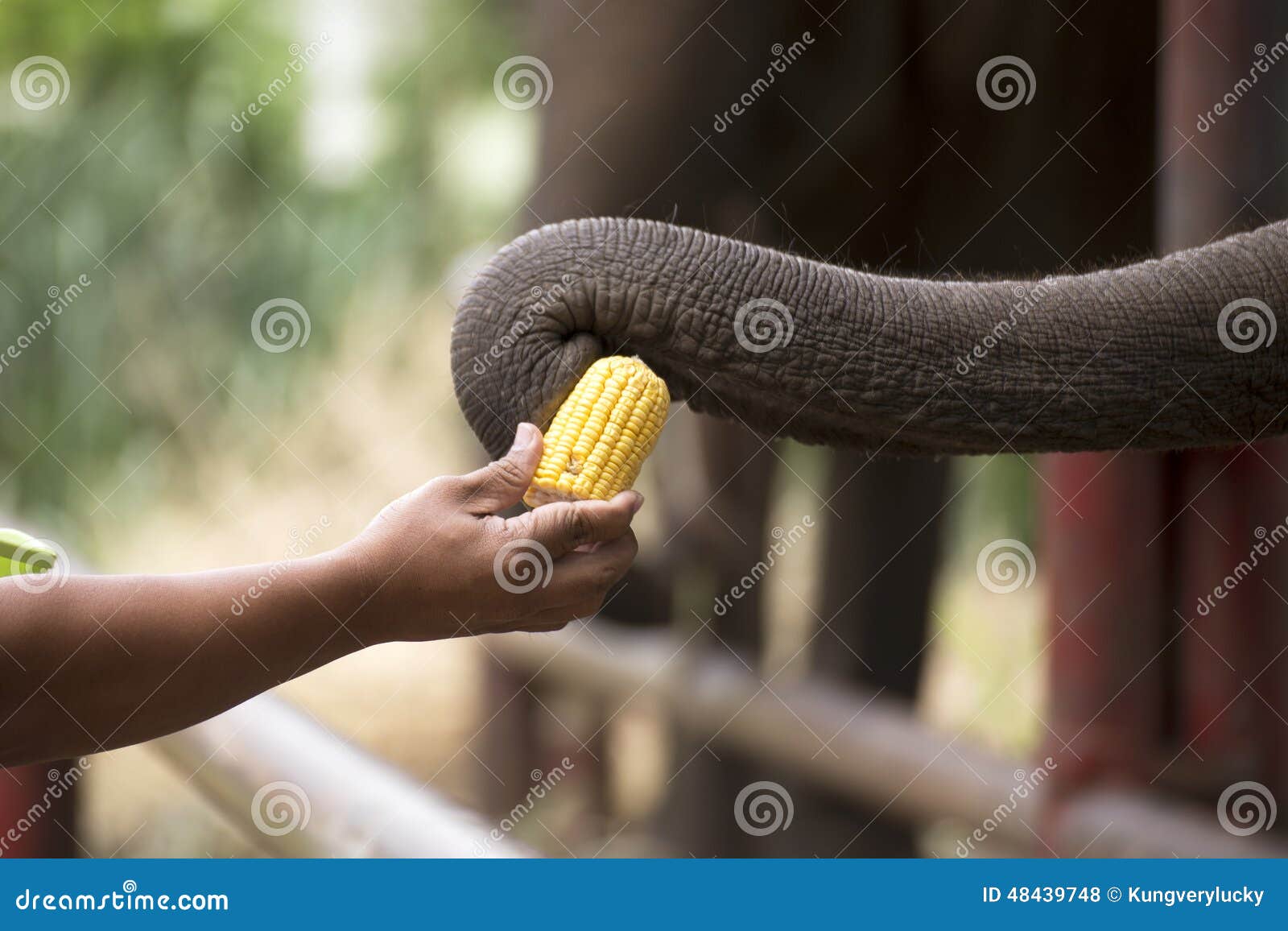 Trunk of Elephant Strap the Corn Stock Photo Image of national