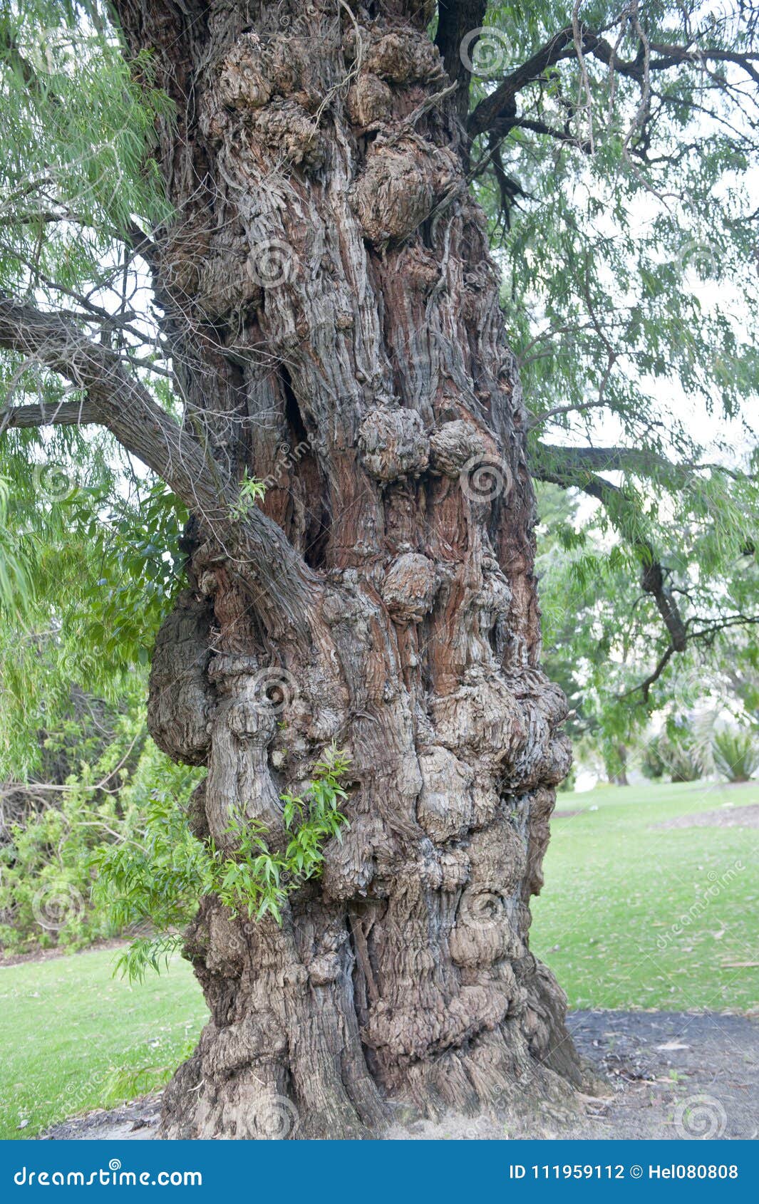 Trunk of Eucalyptus Tree with Many Warts Stock Photo Image of