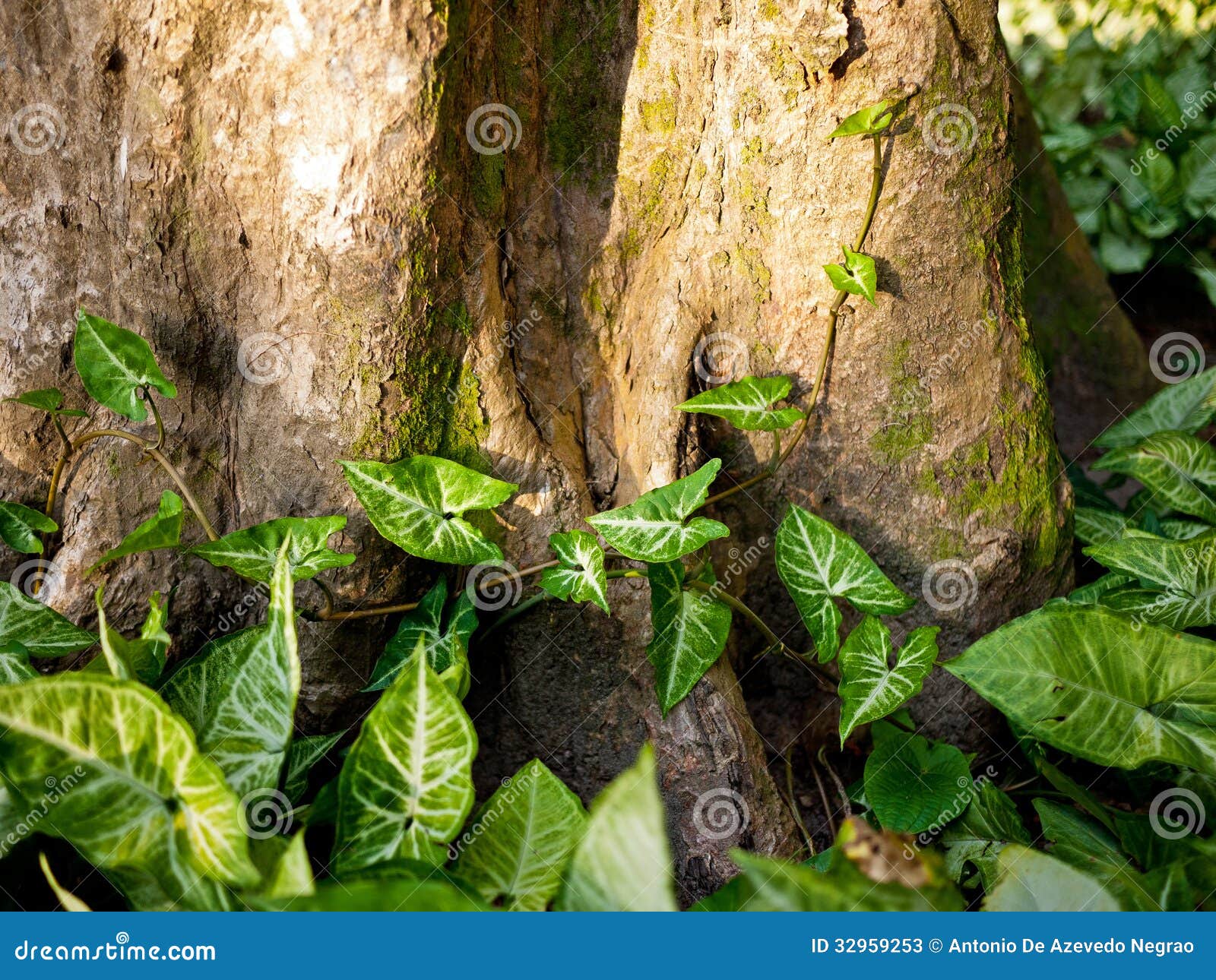 Trunk and leaves stock image. Image of brazil, seasonal 32959253