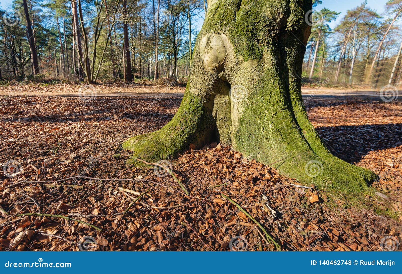 Trunk Of An Old Beech Tree In A Forest Stock Photo Image Of Life