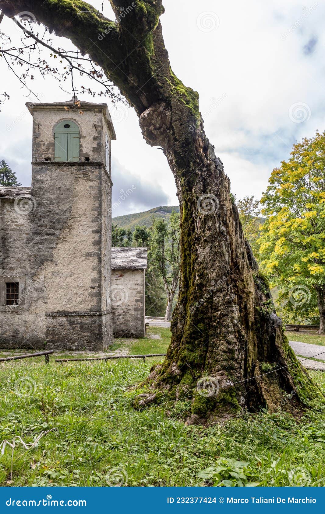 the trunk of an old tree frames the bell tower of the sanctuary of the madonna dell`acero, lizzano in belvedere, italy