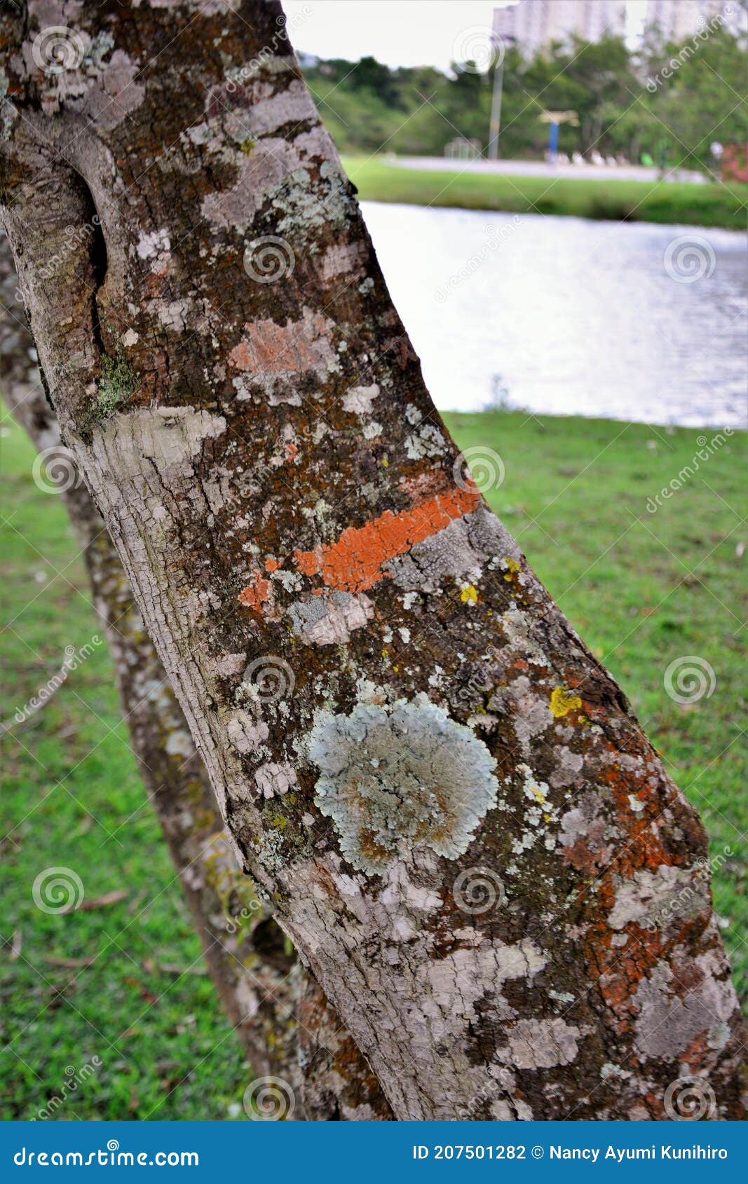a trunk with several lichens