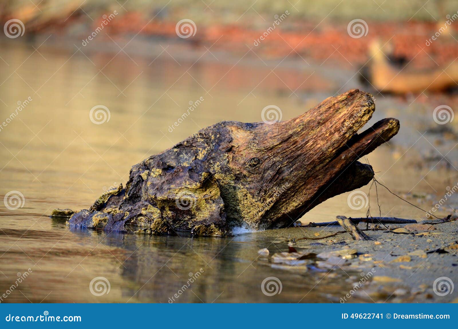 Trunk stock image. Image of tree, water, rocks, leaves 49622741