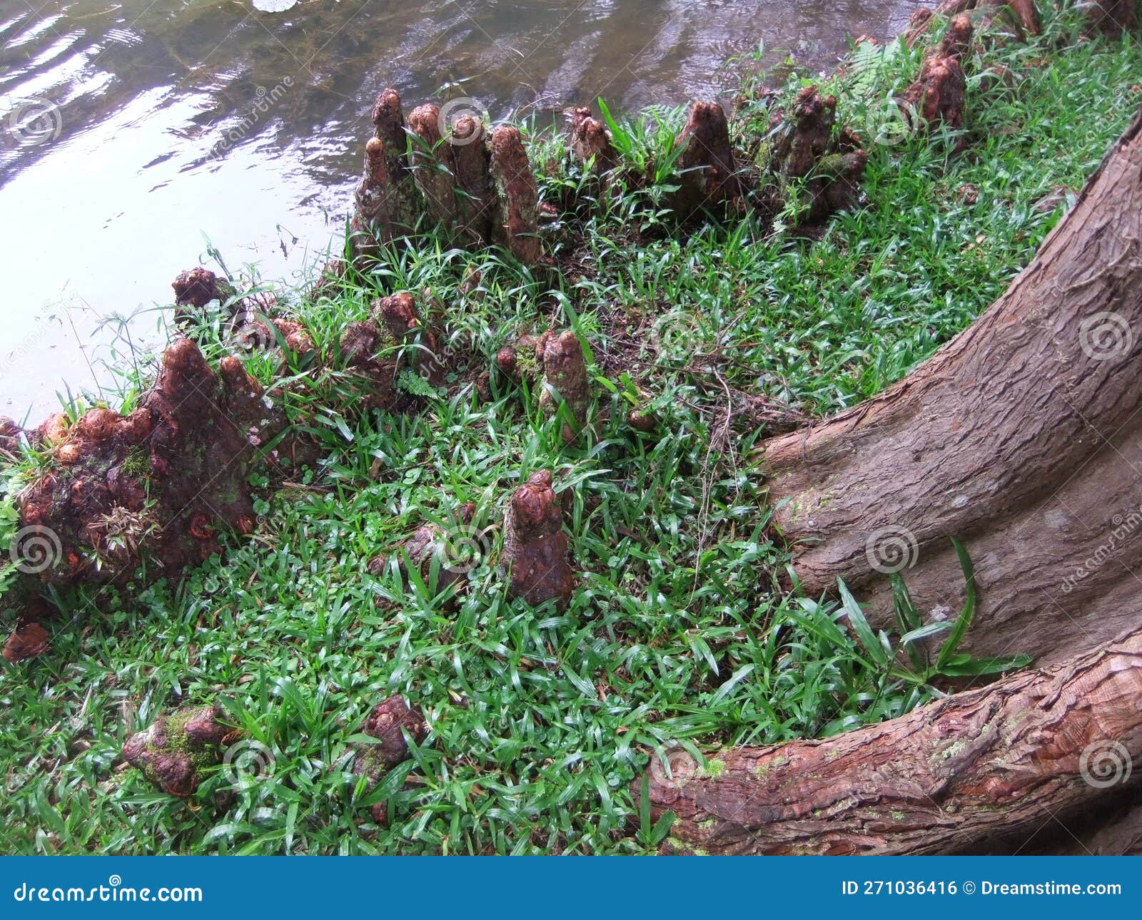 trunk of trees and part of the lake in a farm in santo antonio do pinhal