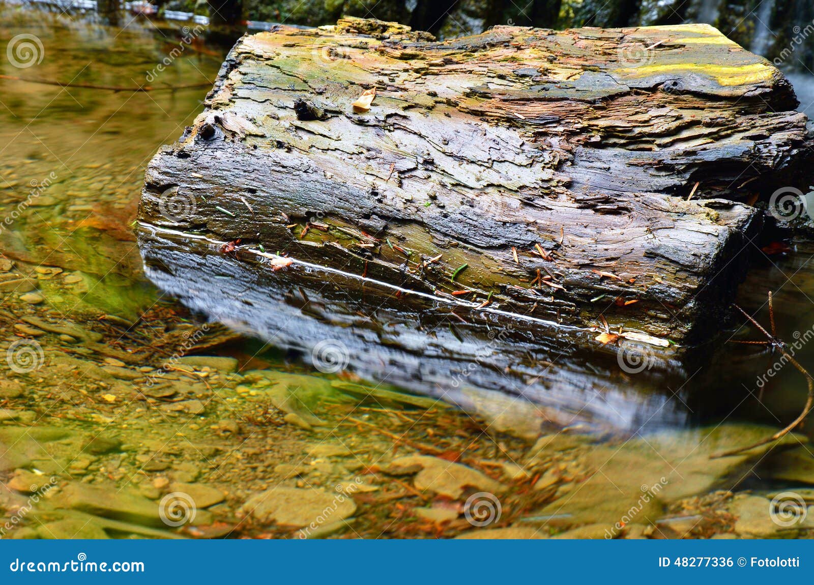 Trunk in the water stock photo. Image of river, trunk 48277336