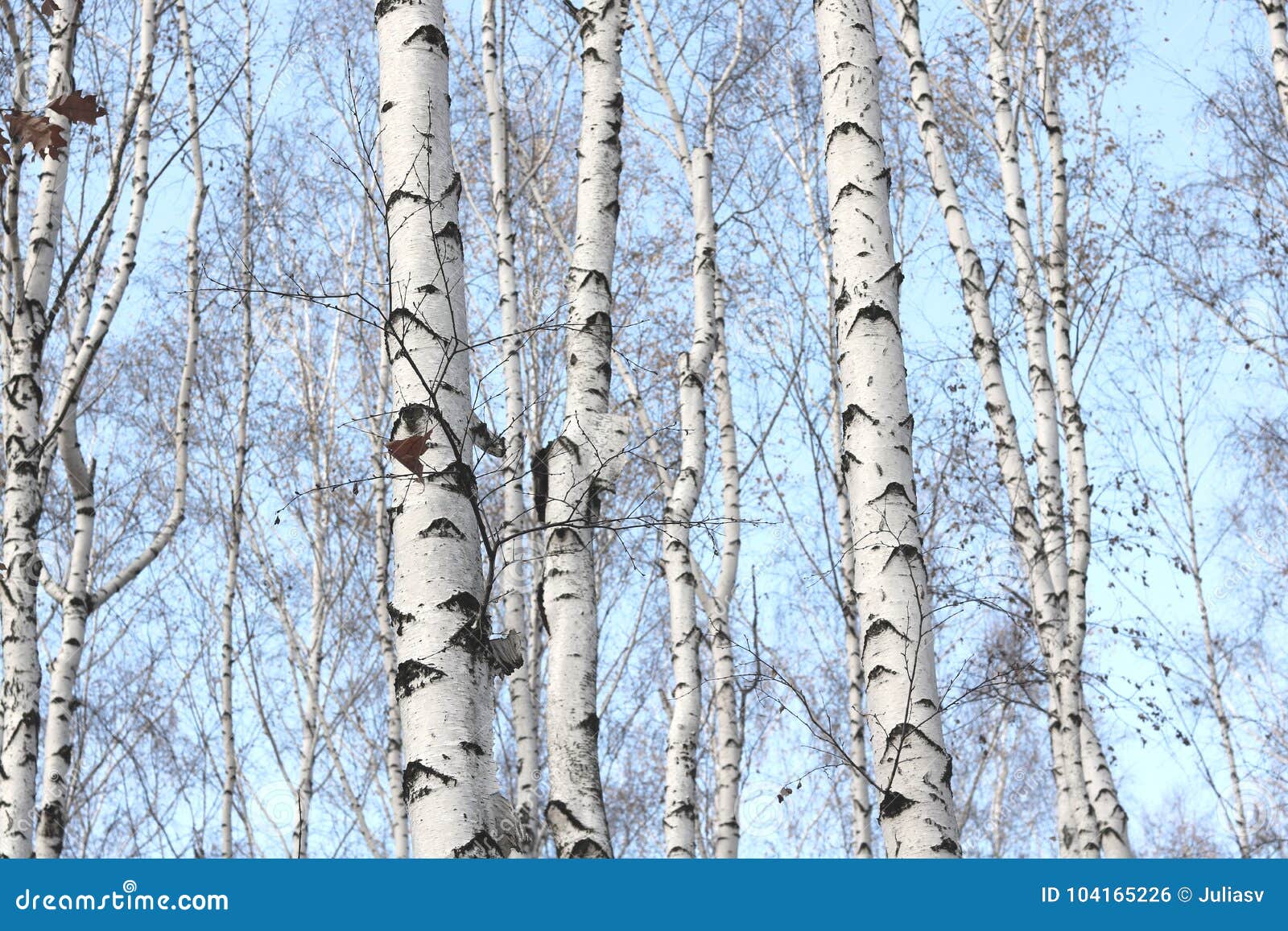 Beautiful Landscape With White Birches Stock Photo Image Of Forest
