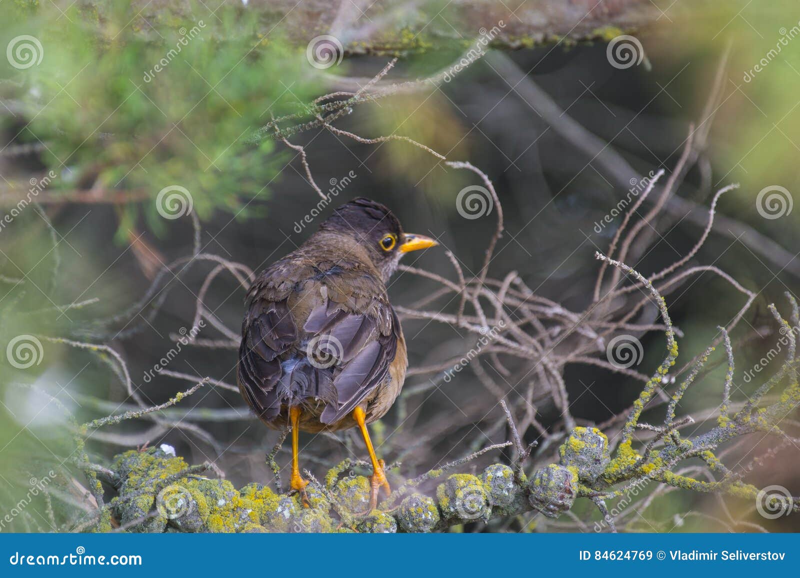 trush bird in falklands