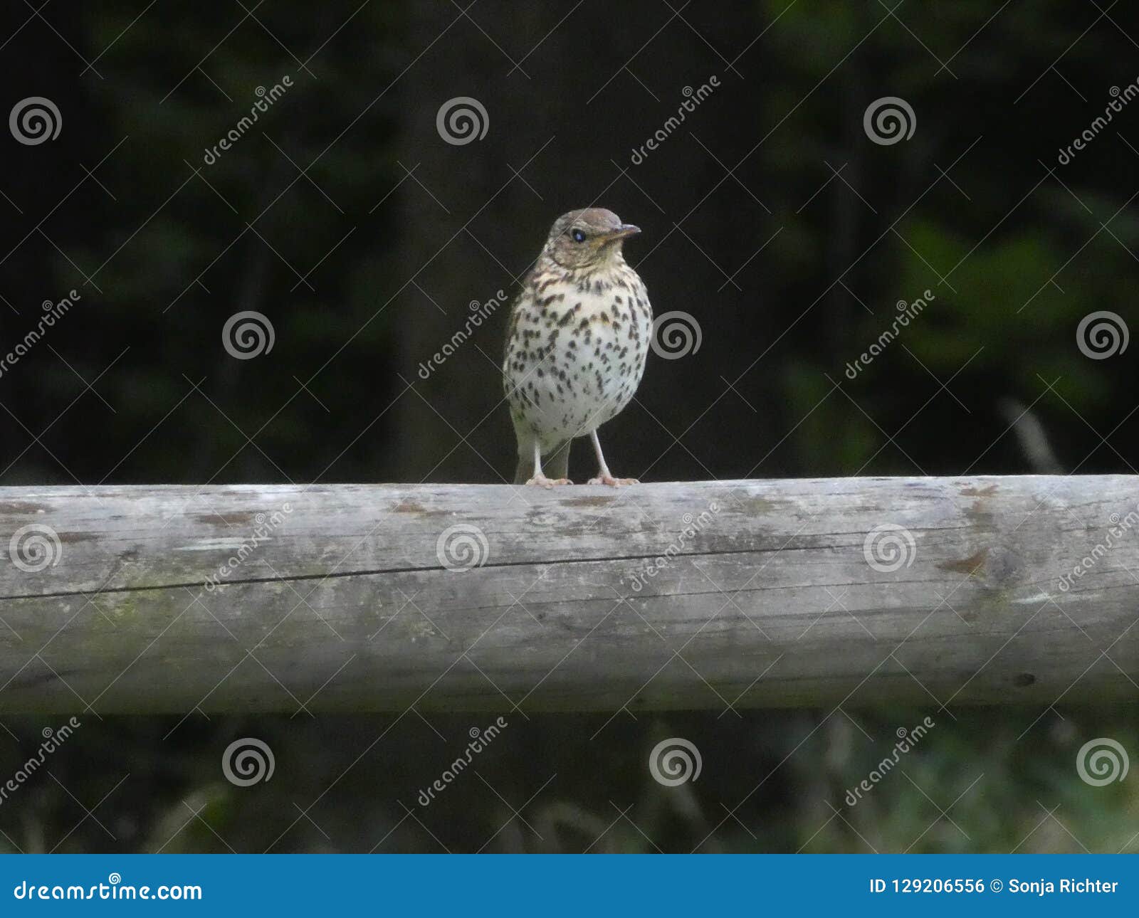 trush bird sitting on a wood stalk